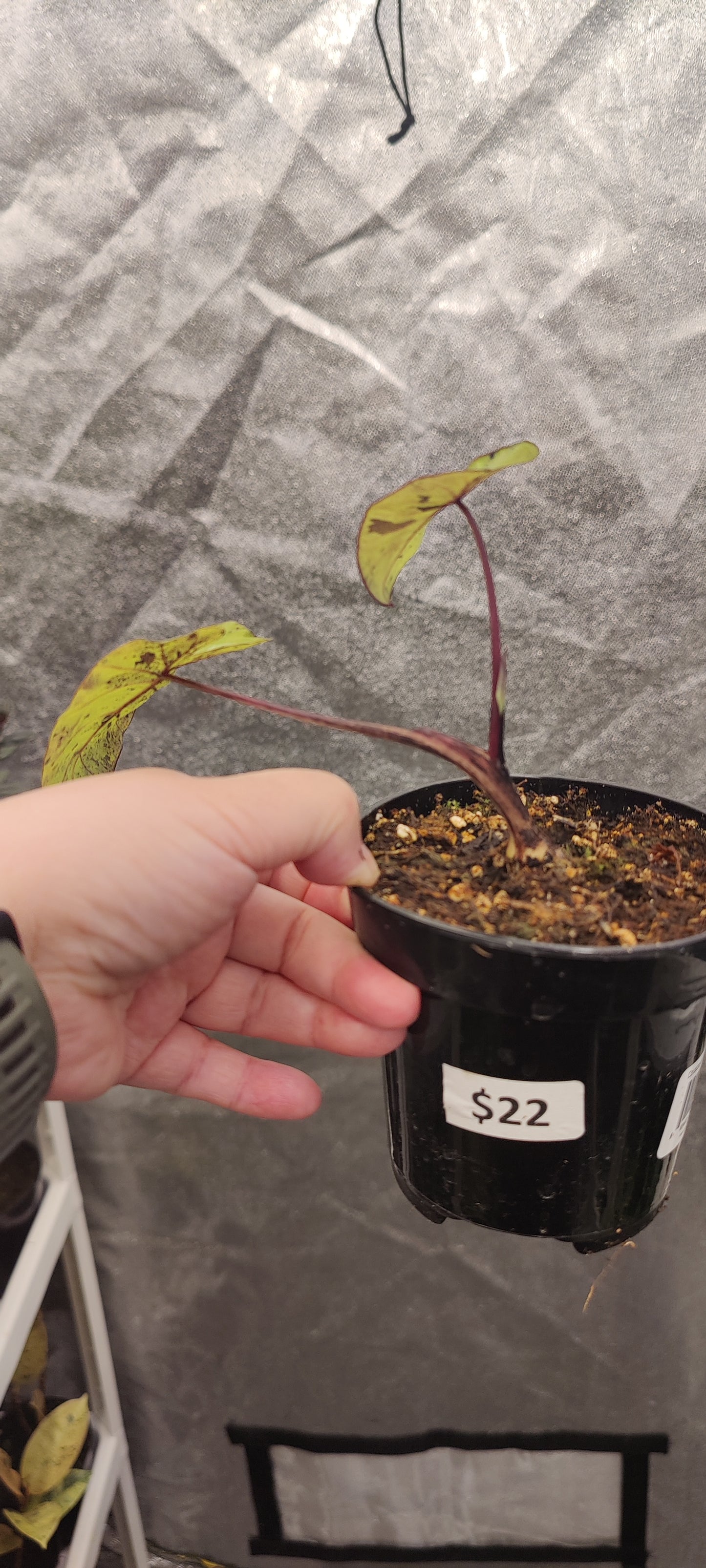 Colocasia Mojito