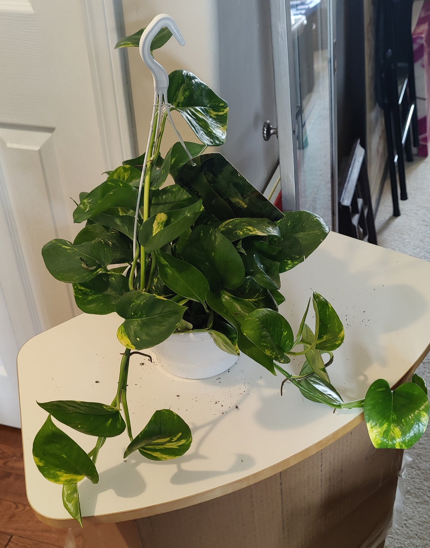 Pothos Golden