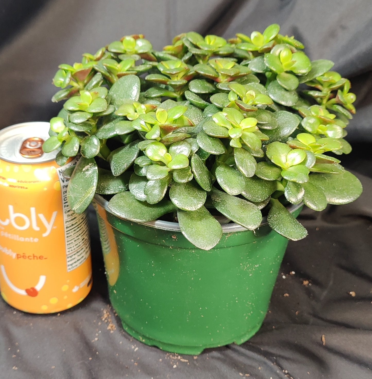Jade Plant Assorted