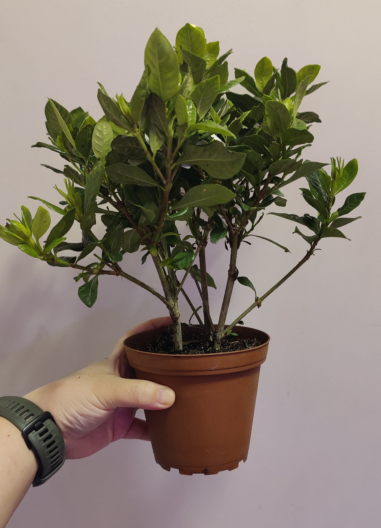 Gardenia Bush (Cape Jasmine)