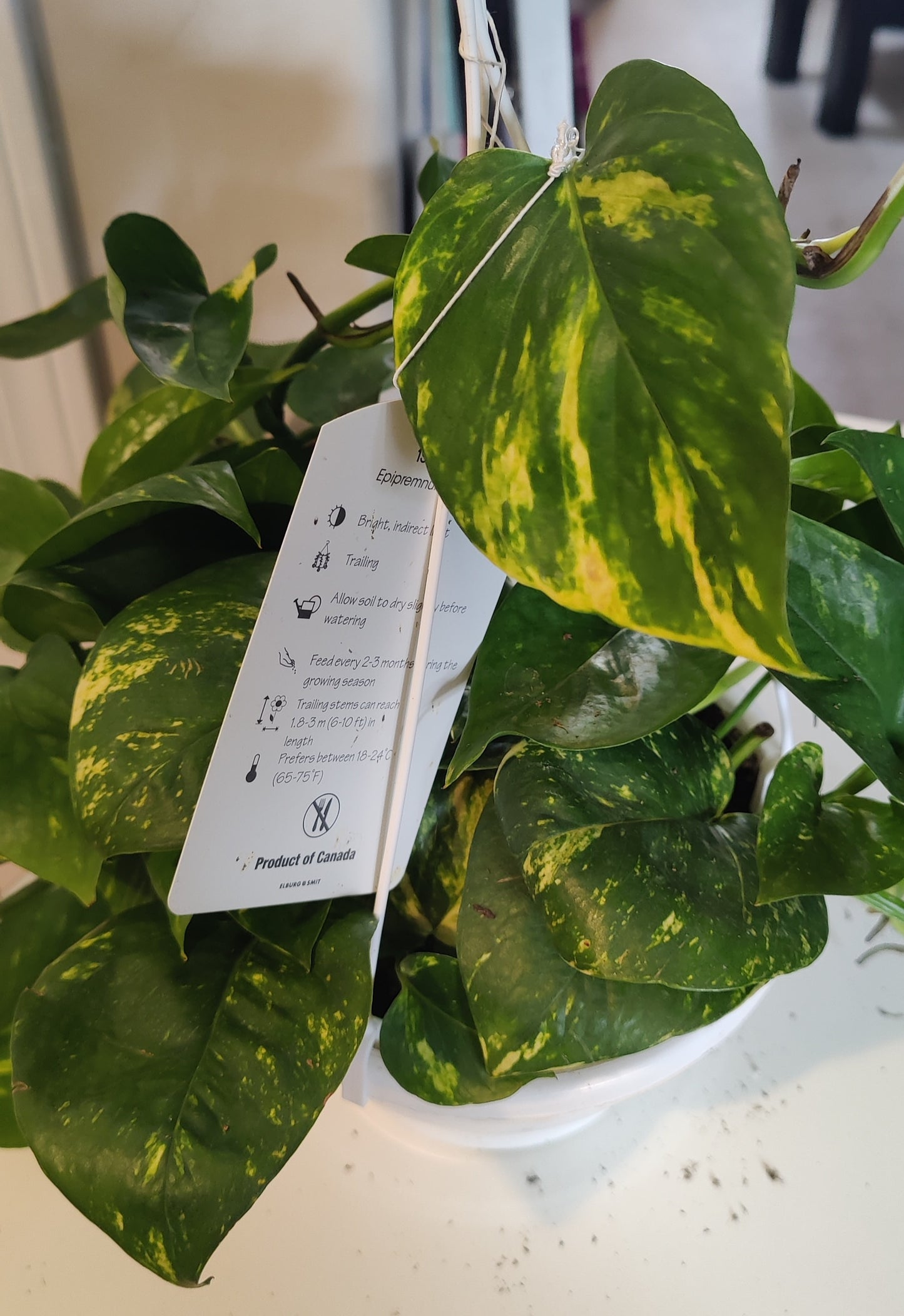 Pothos Golden