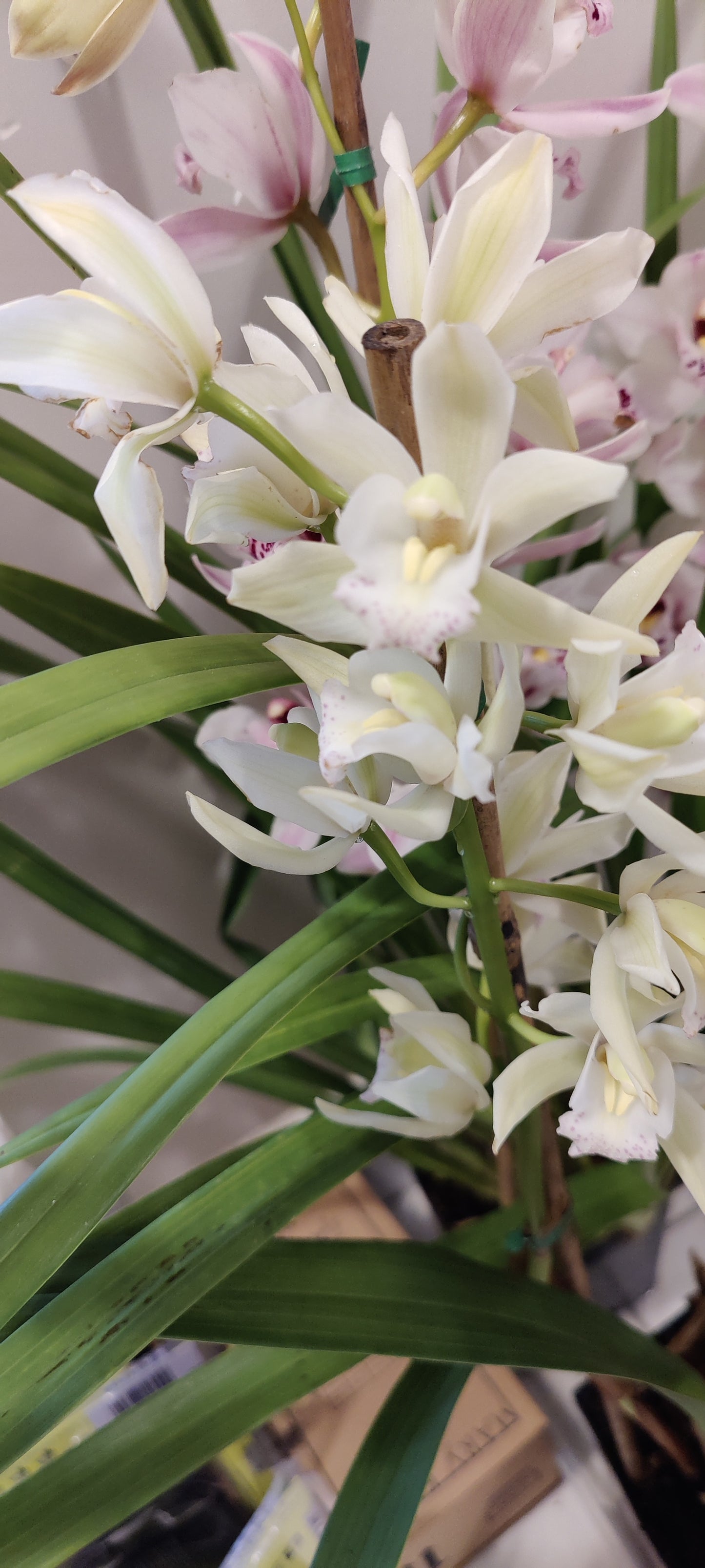 Large Cymbidium Orchid