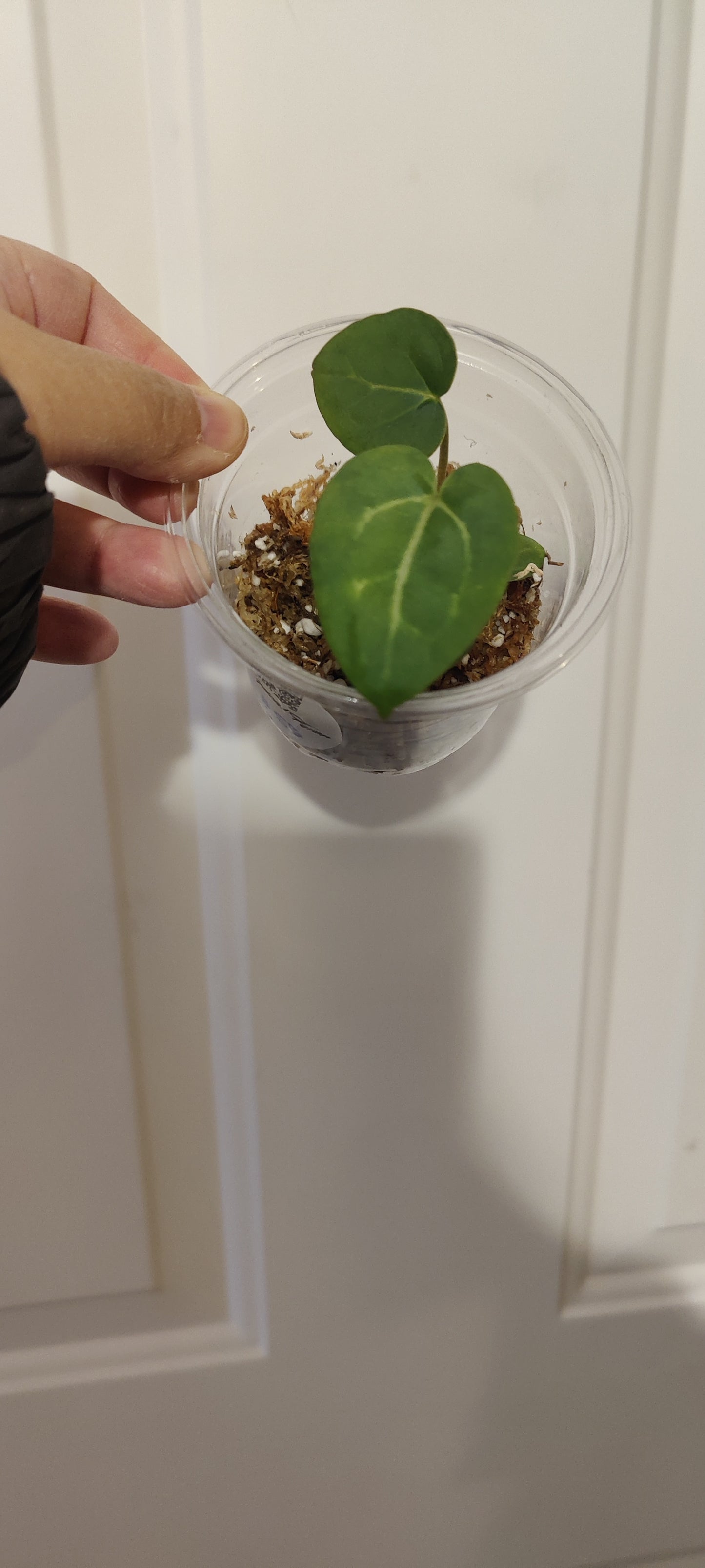 Rare Anthurium Dragon Fire