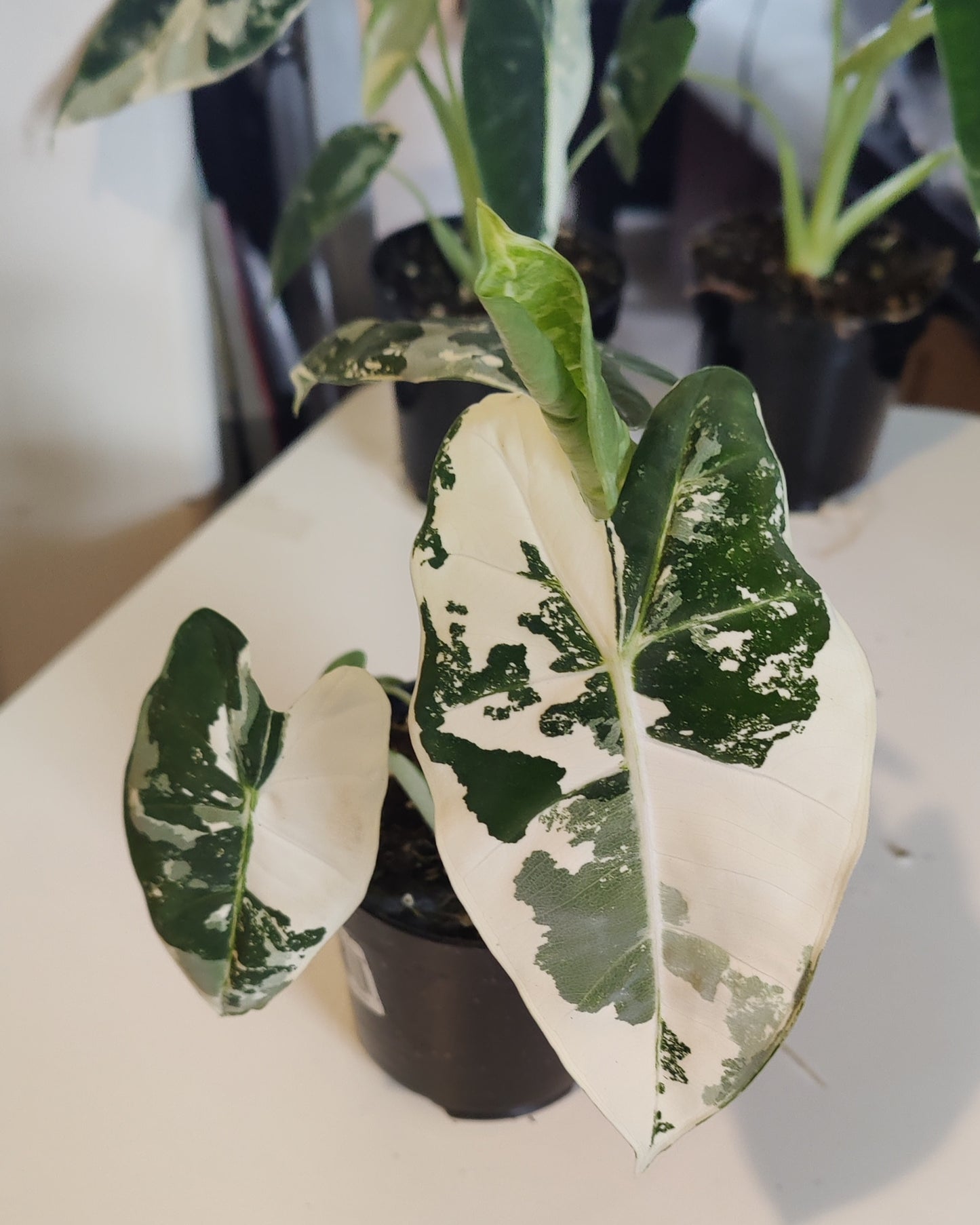 Alocasia Micholitziana Variegated