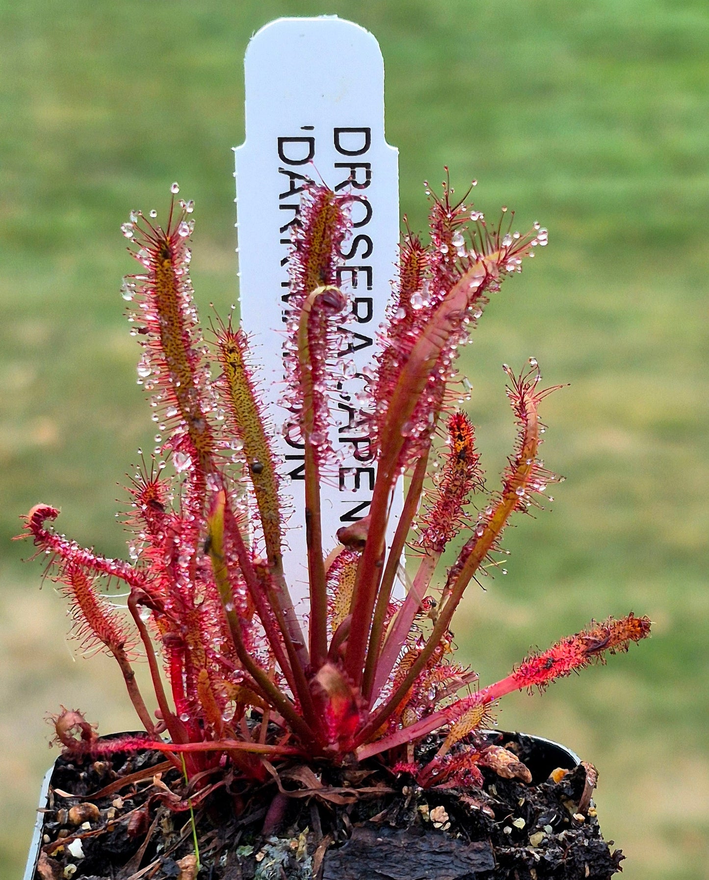 Carnivorous - Cape Sundew