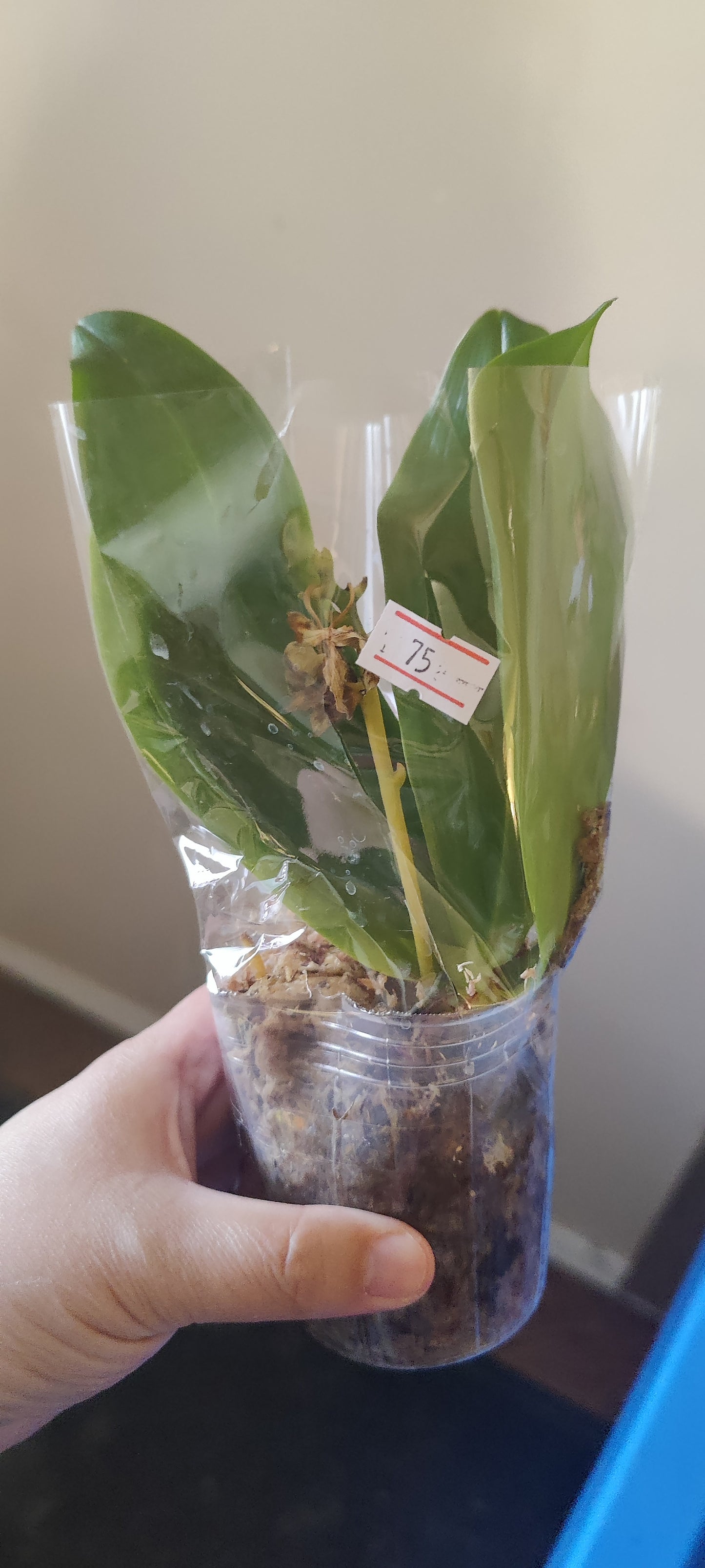 Phal Joy Music Notation Tina (fragrant)