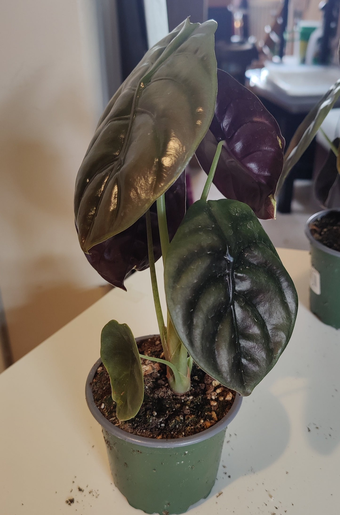 Alocasia Red Secret