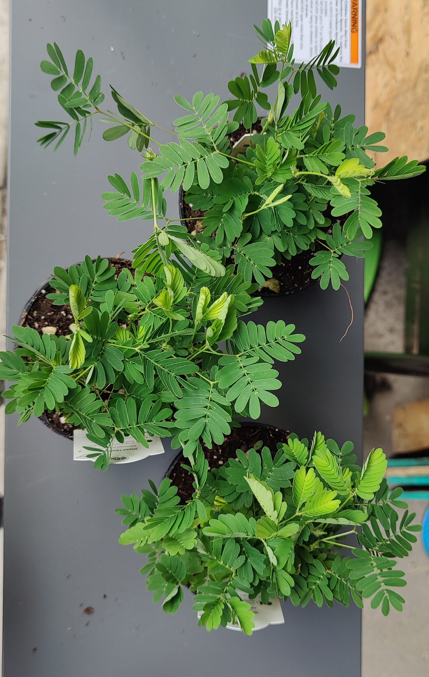Mimosa Pudica "Sensitive Plant"