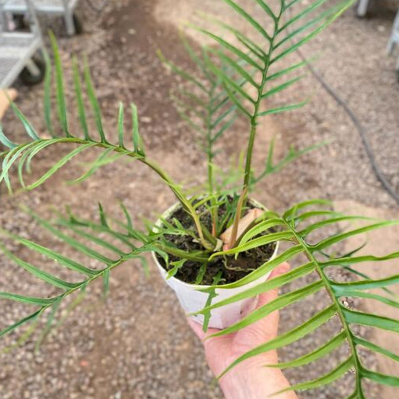 Philodendron Tortum 6" pot