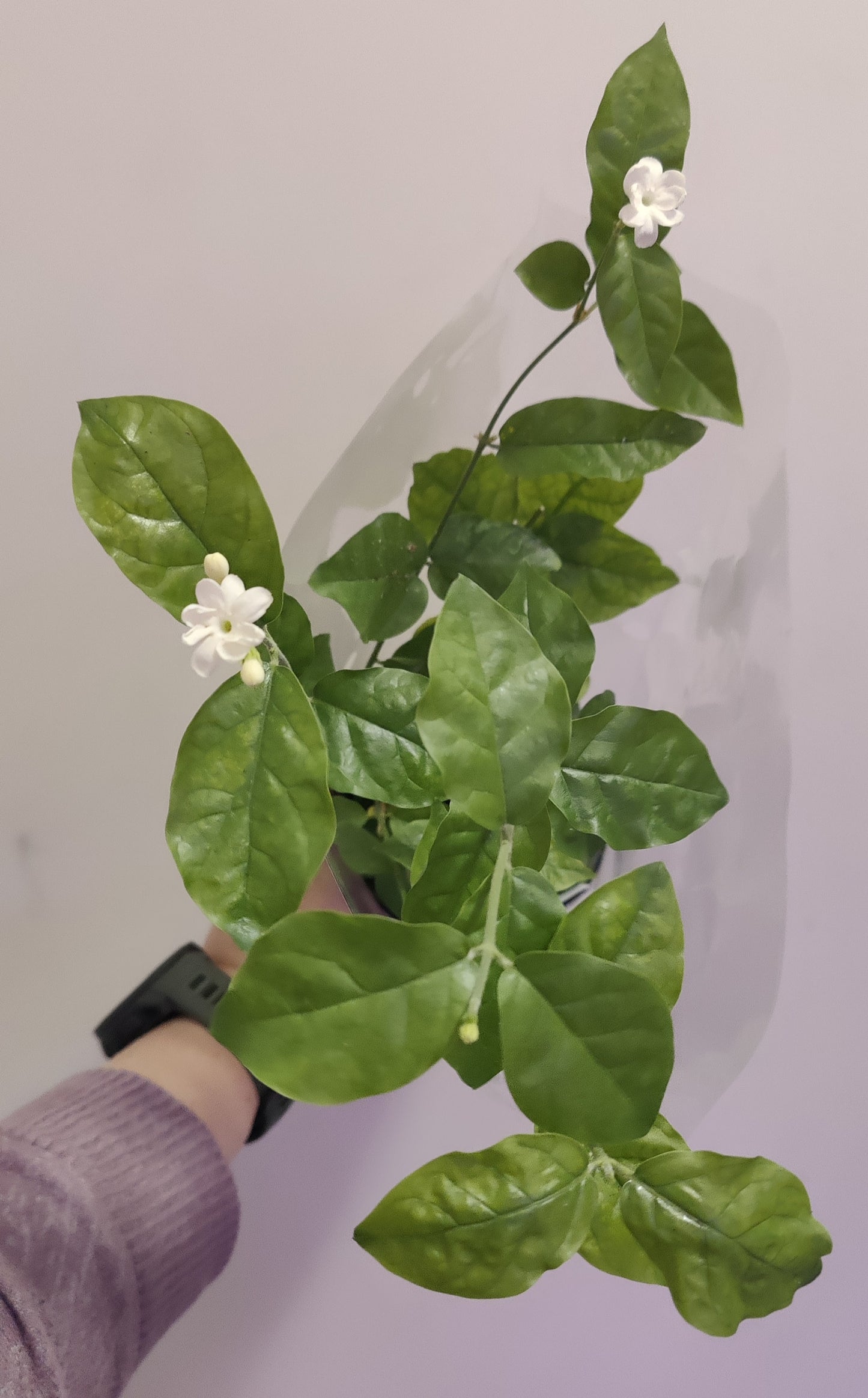 Jasmine Arabian Sanbac