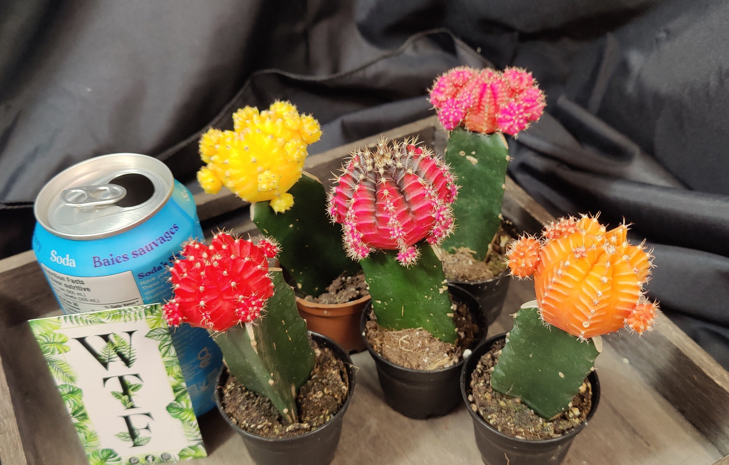 Grafted Cactus