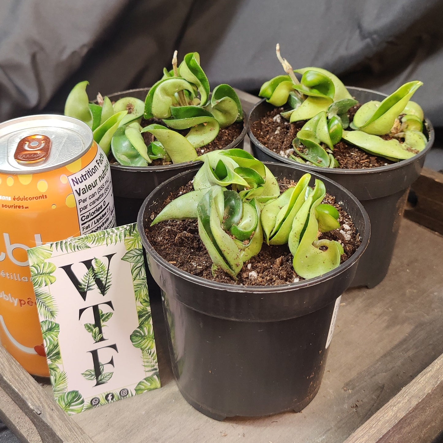 Hoya Compacta Green (Hindu Rope)