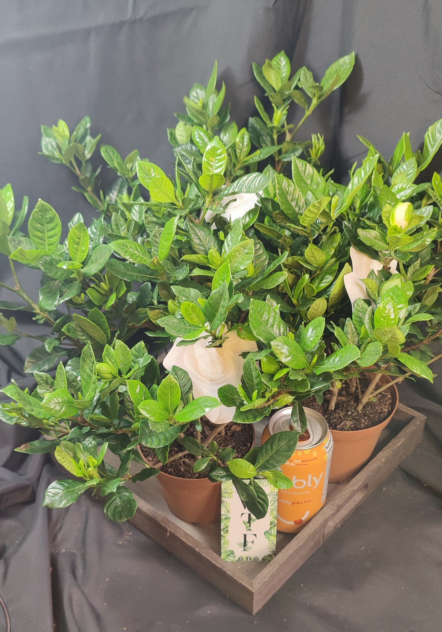 Gardenia Bush (Cape Jasmine)