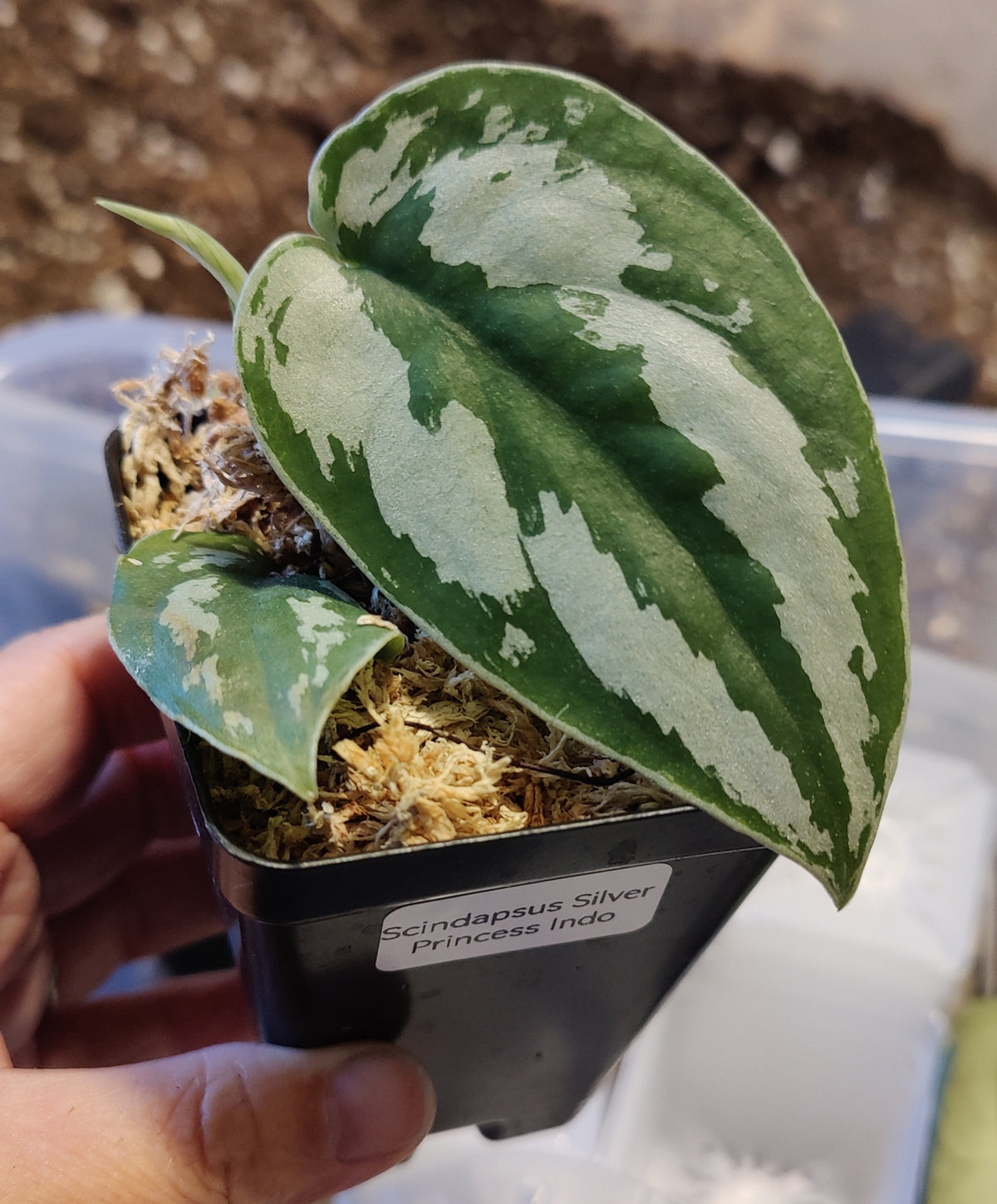 Scindpsus Silver Princess Indo