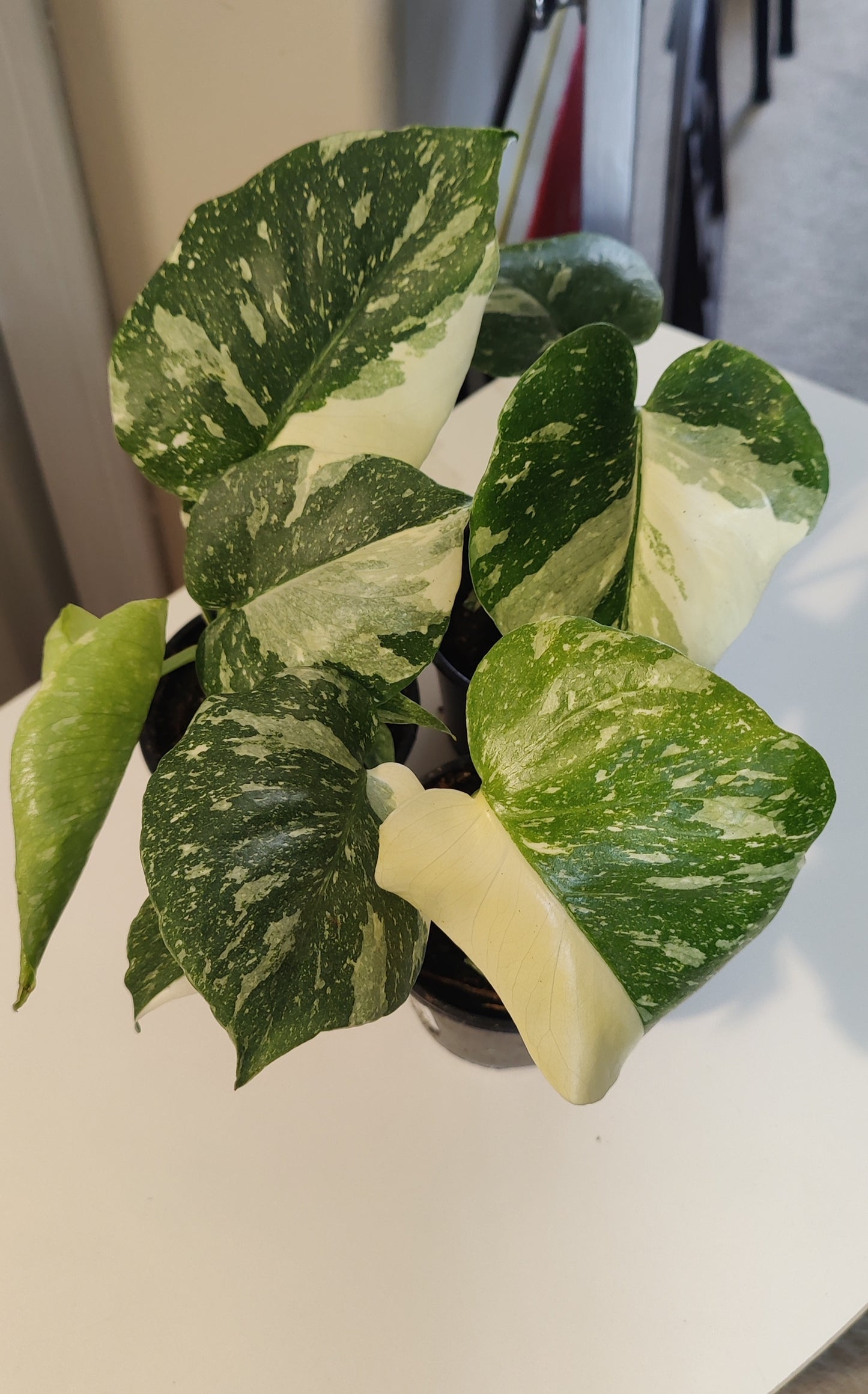 Monstera Thai Con