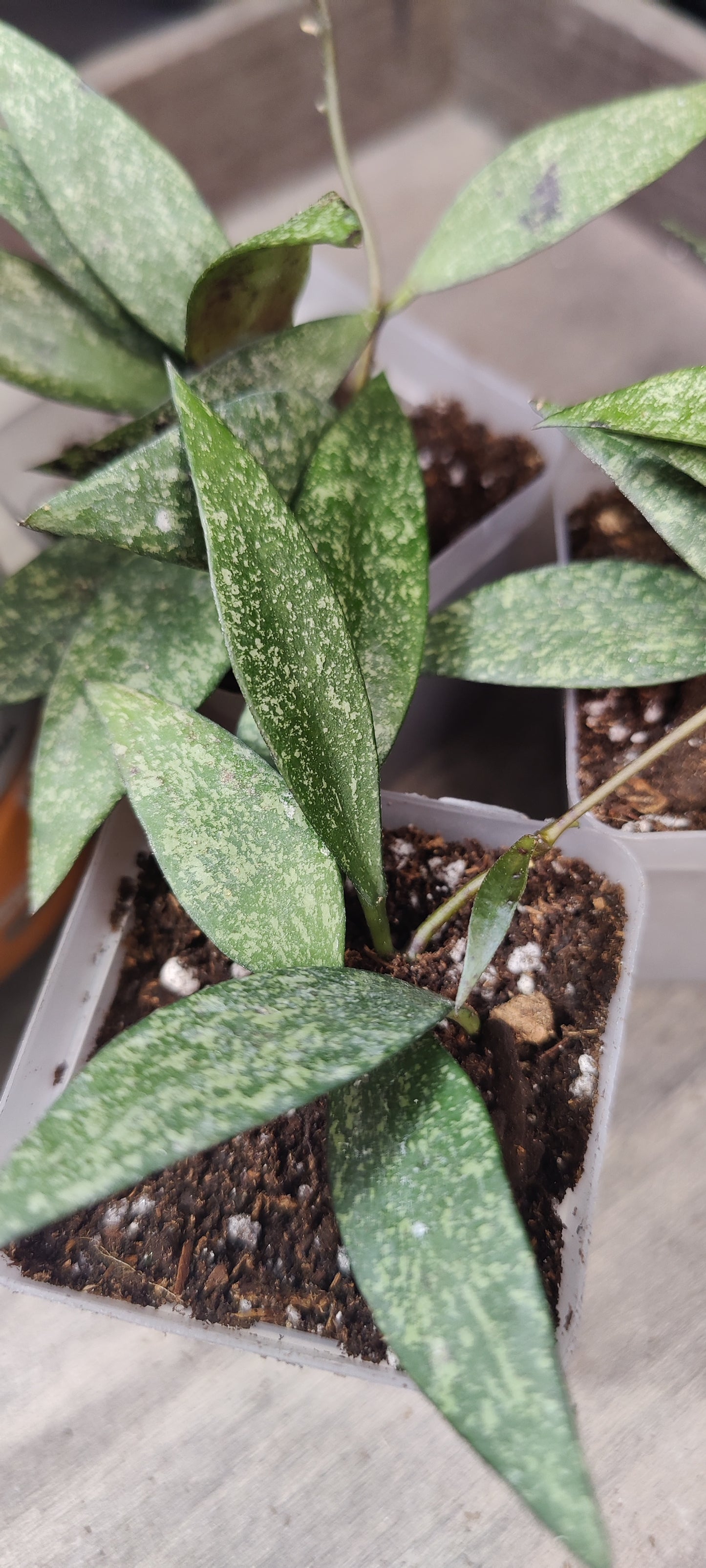 Hoya Parviflora Splash
