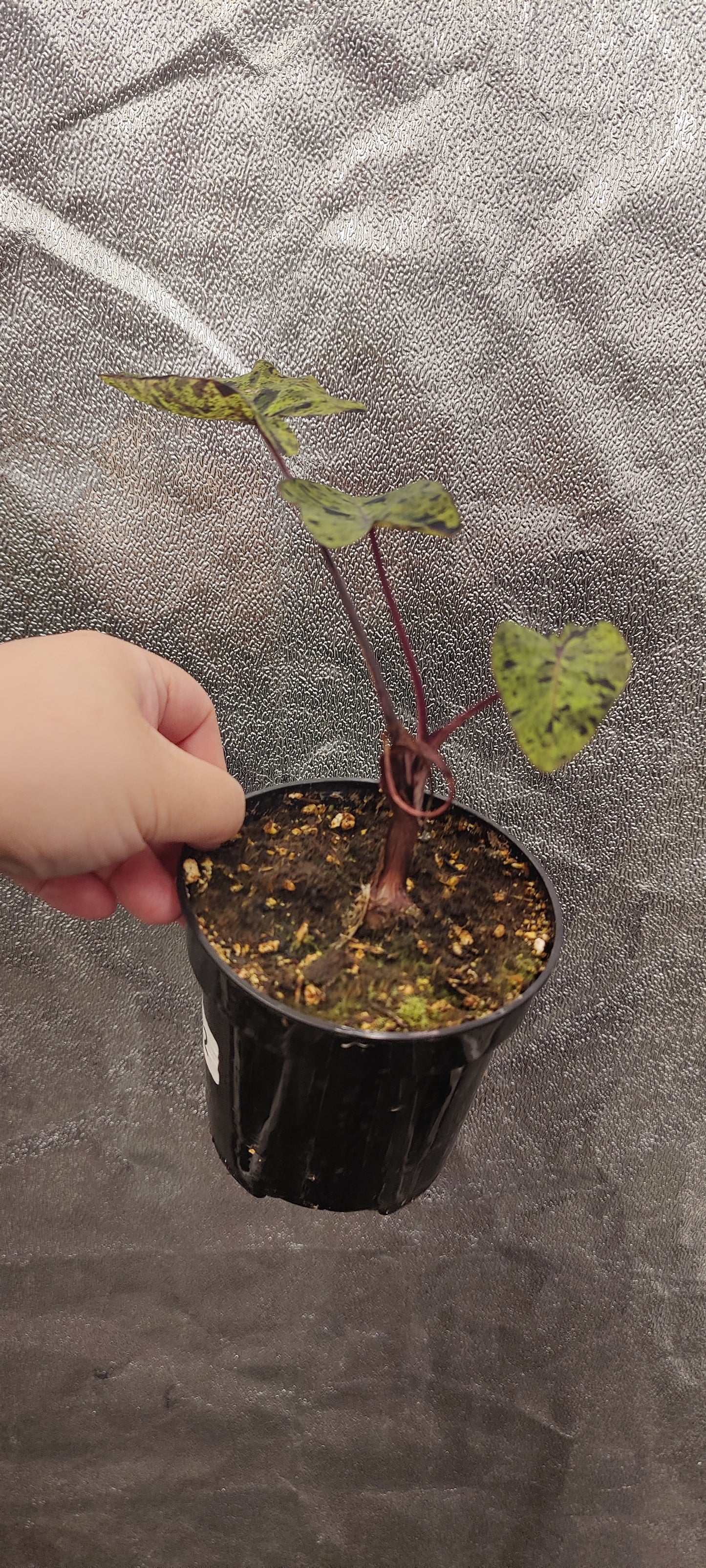 Colocasia Mojito