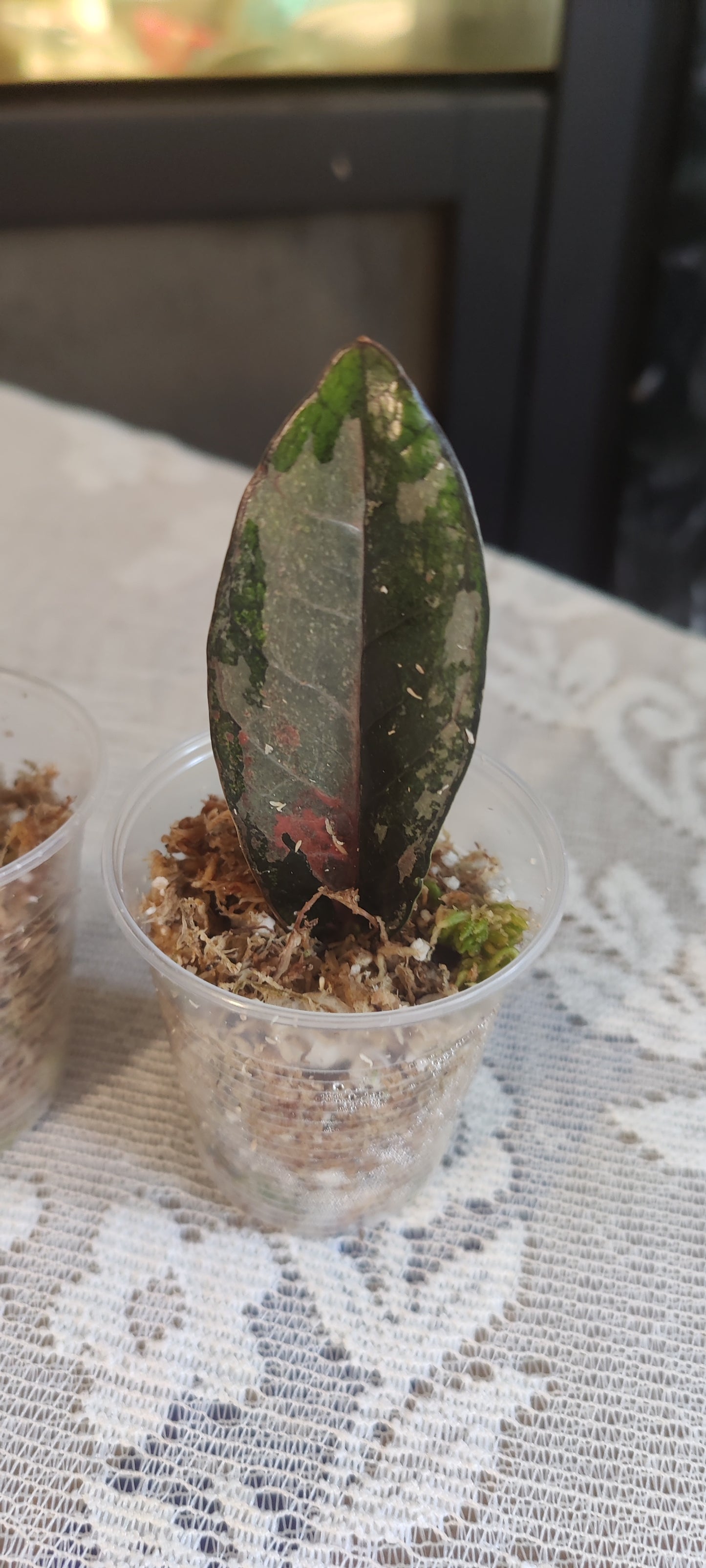 Variegated Raven Zz Pink