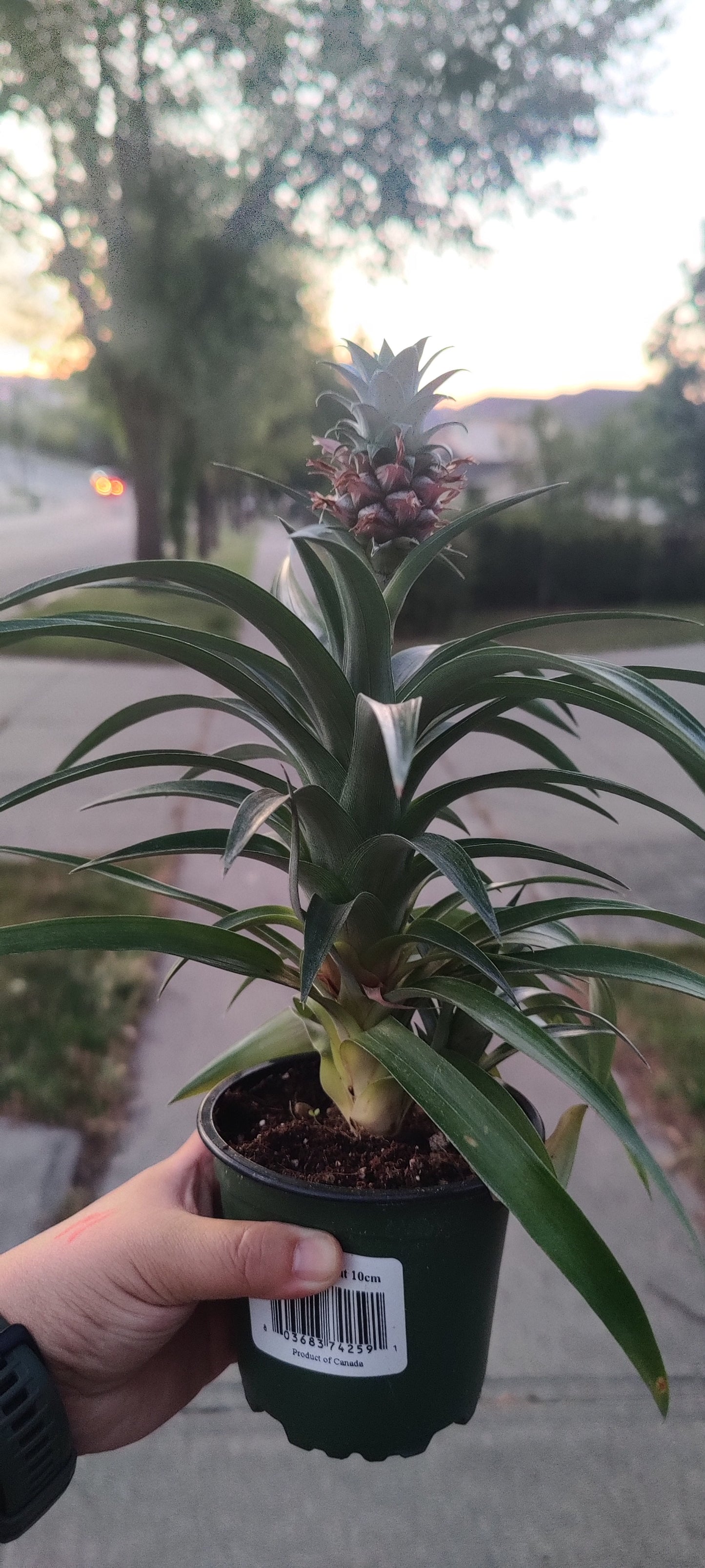 Pineapple Plant