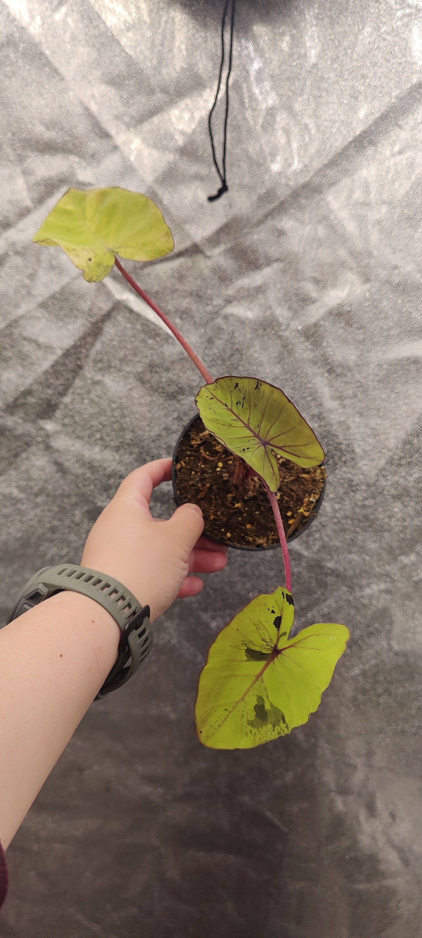 Colocasia Mojito