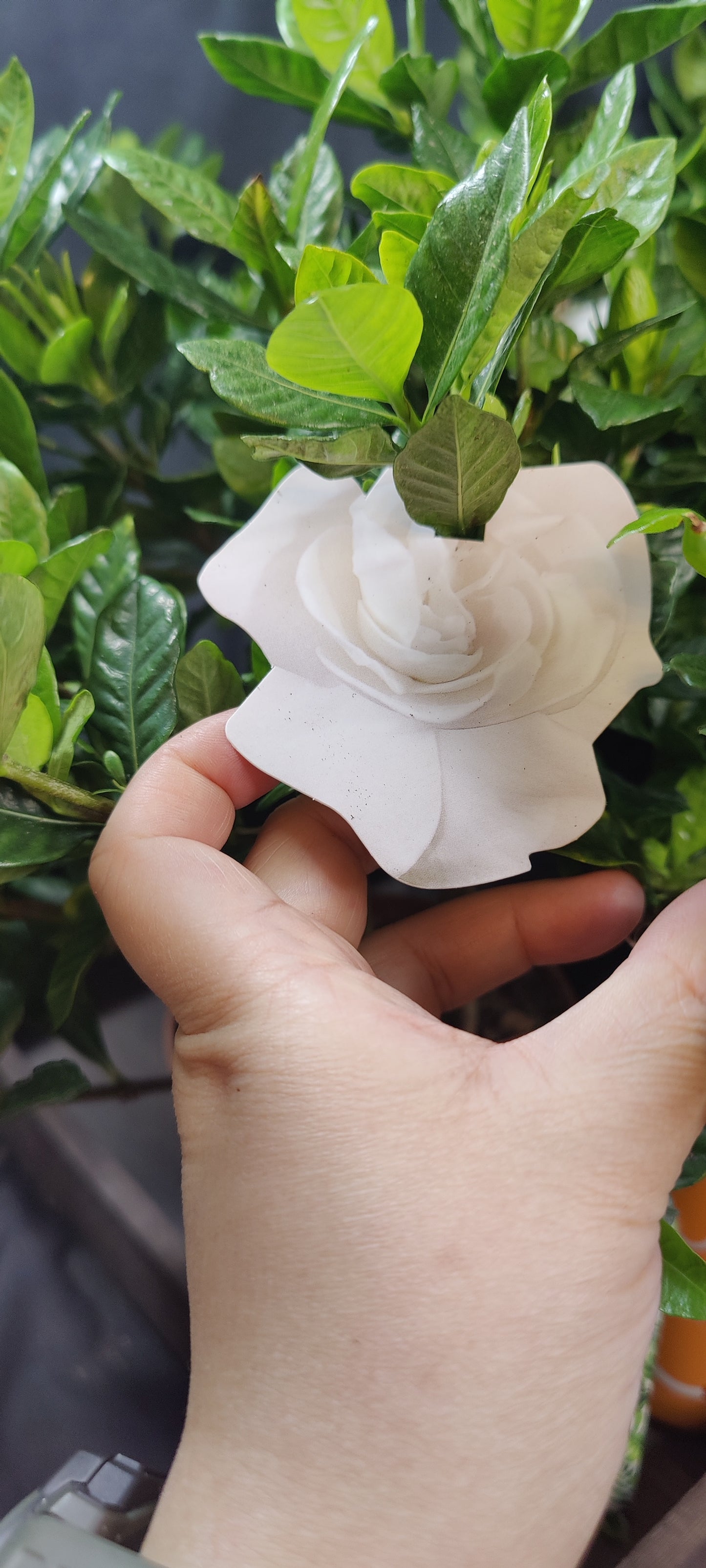 Gardenia Bush (Cape Jasmine)