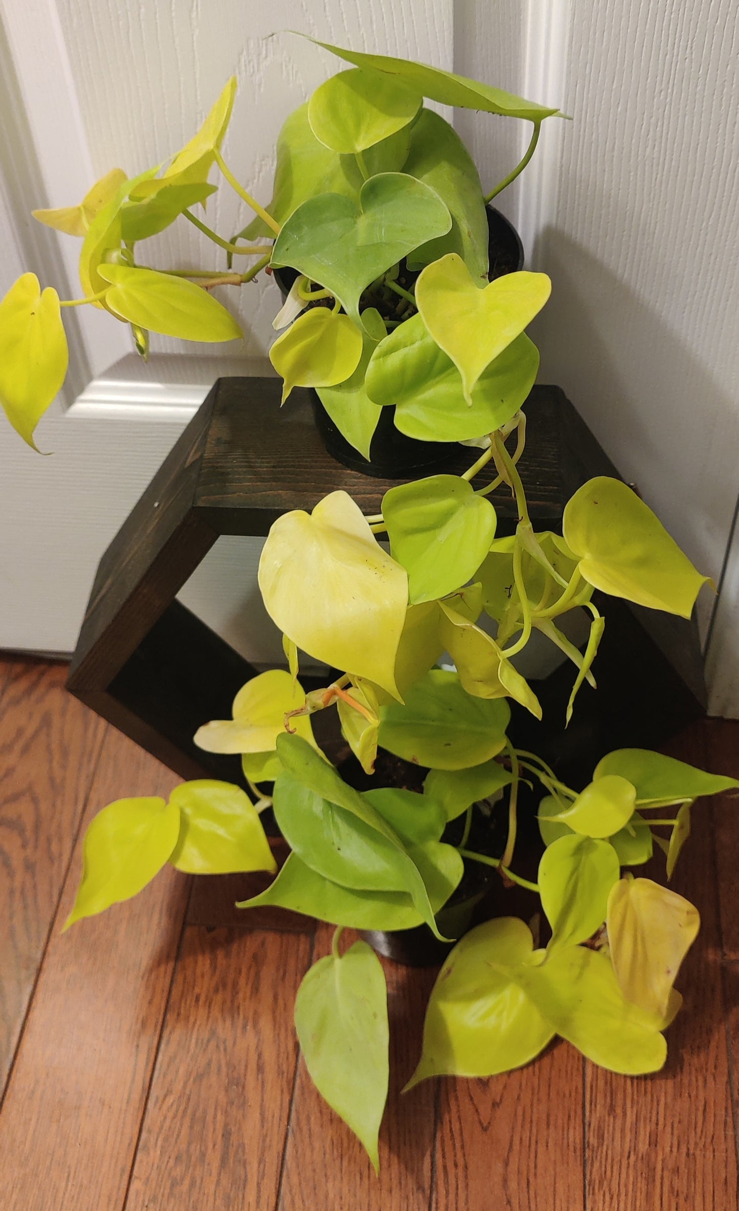 Philodendron Heart Leaf Lime