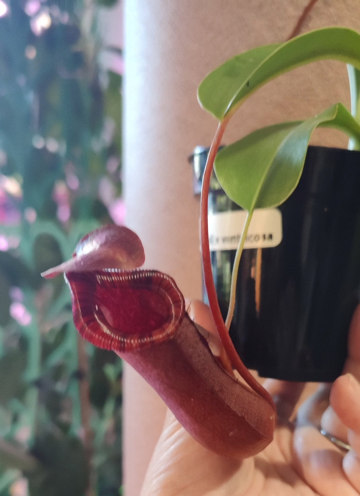 Nepenthes Lowii X ventrosa Pitcher