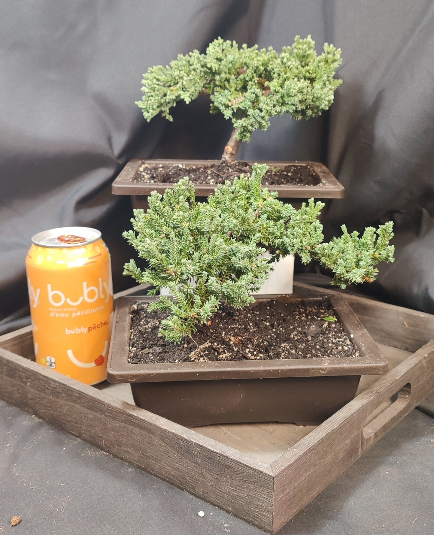 Juniper Bonsai
