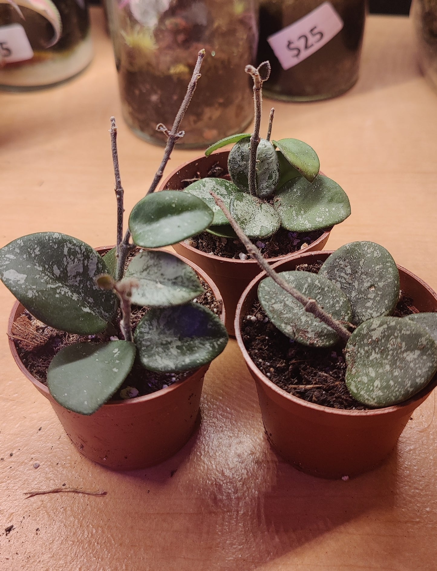 Hoya Mathilde and Mathilde Silver Splash