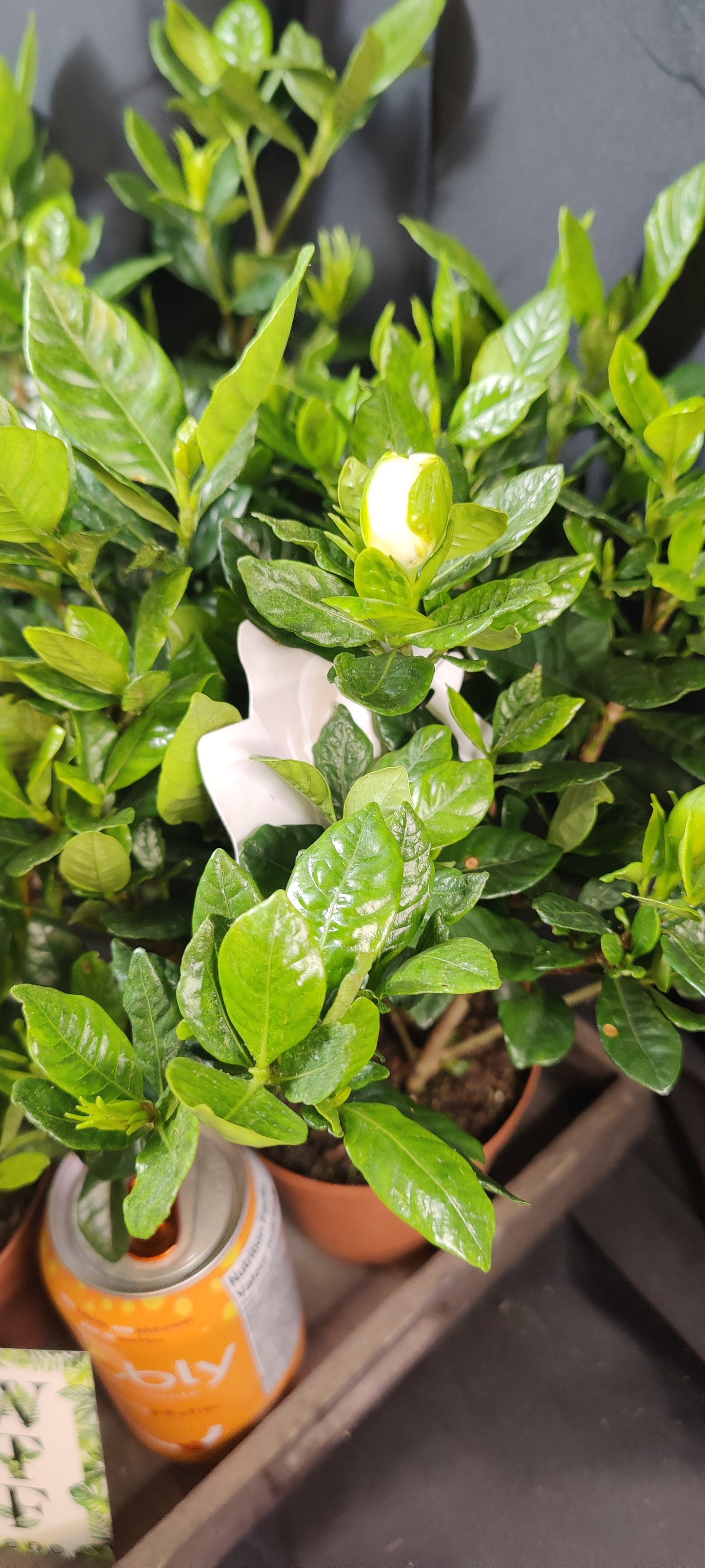 Gardenia Bush (Cape Jasmine)