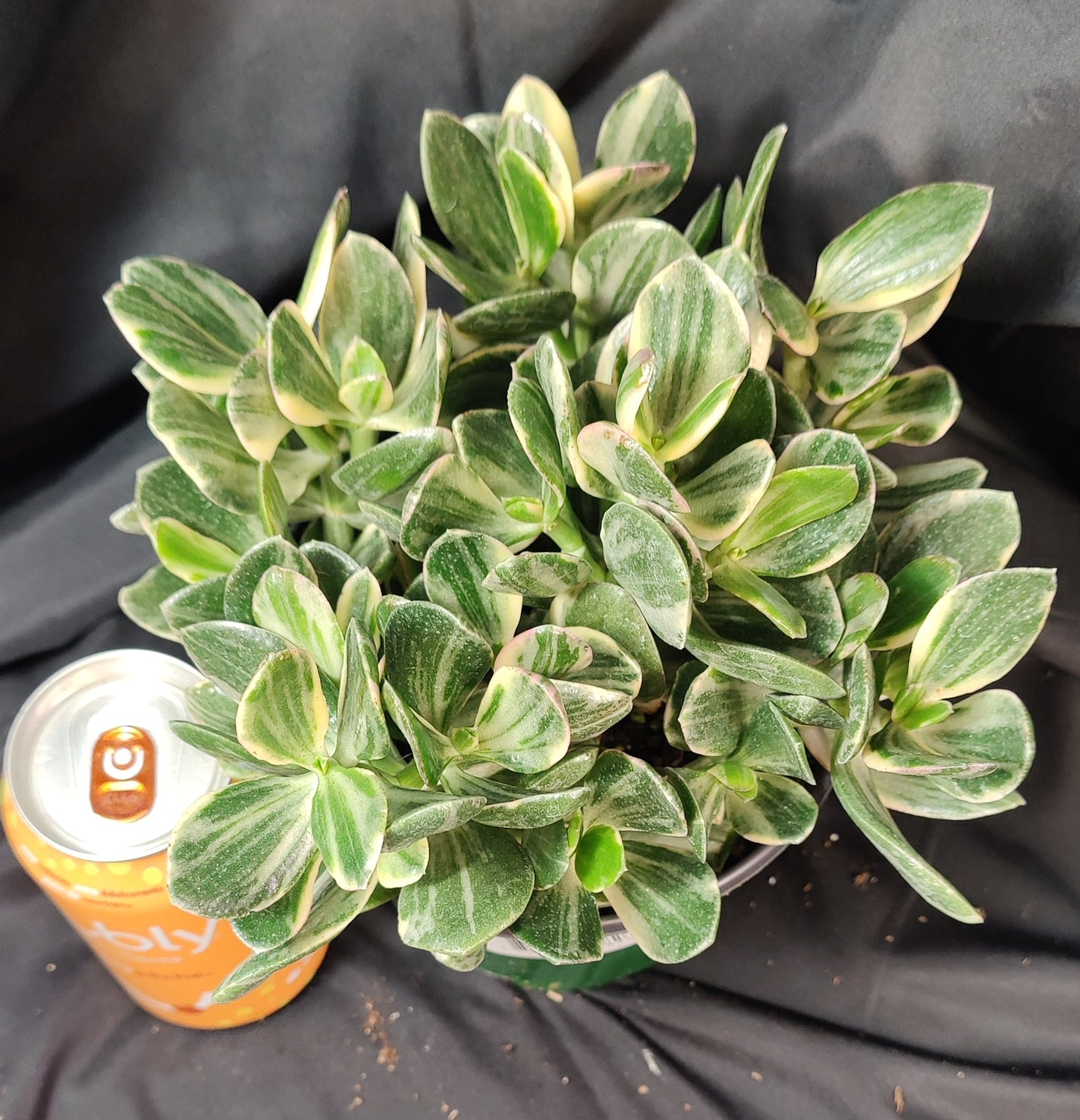 Jade Plant Assorted