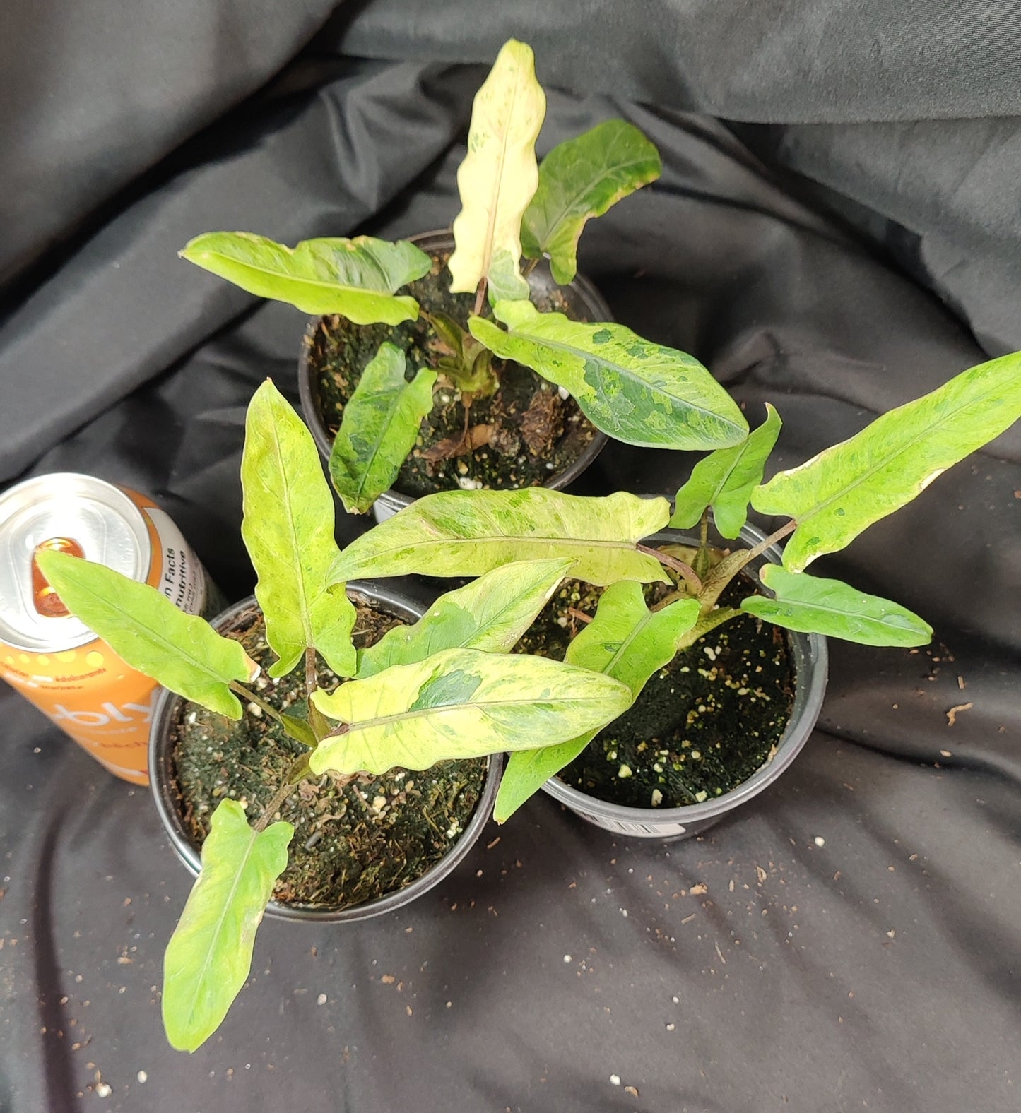 Alocasia Lauterbachiana Variegated
