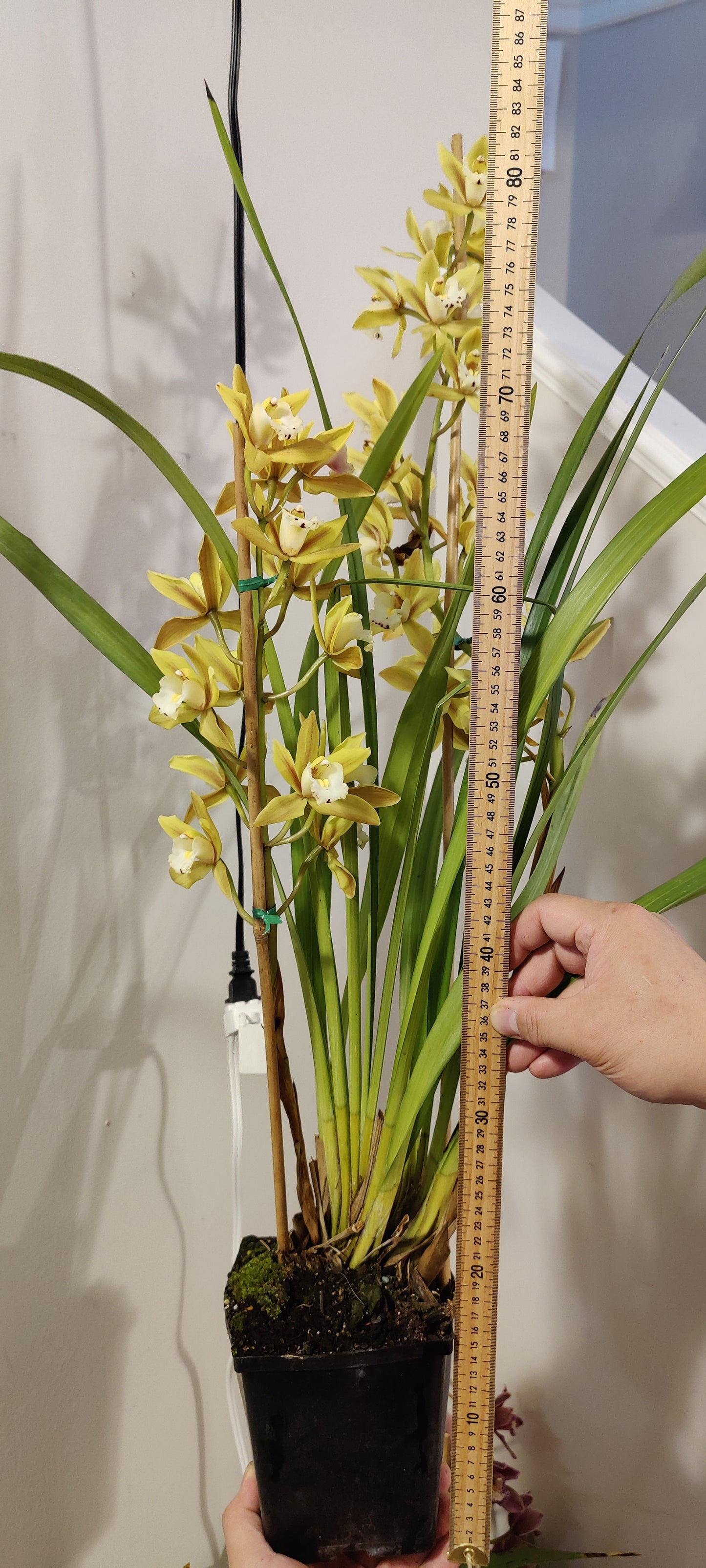 Large Cymbidium Orchid