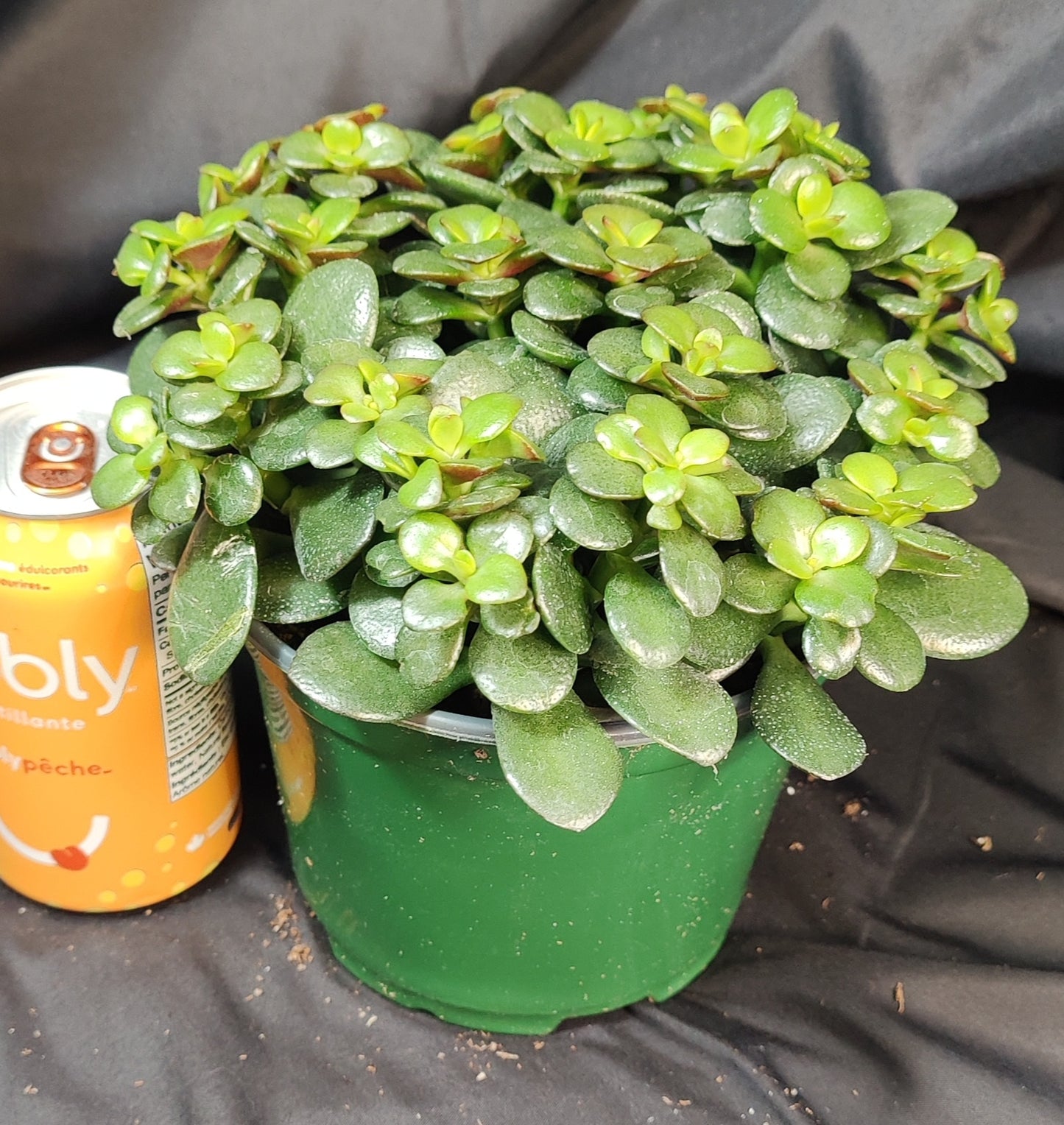 Jade Plant Assorted
