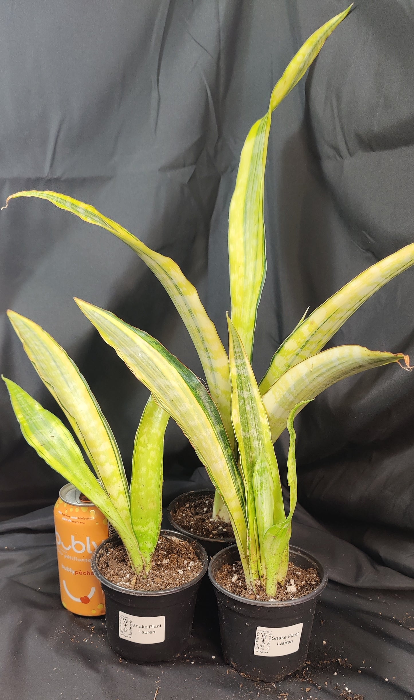 Snake Plant Lauren