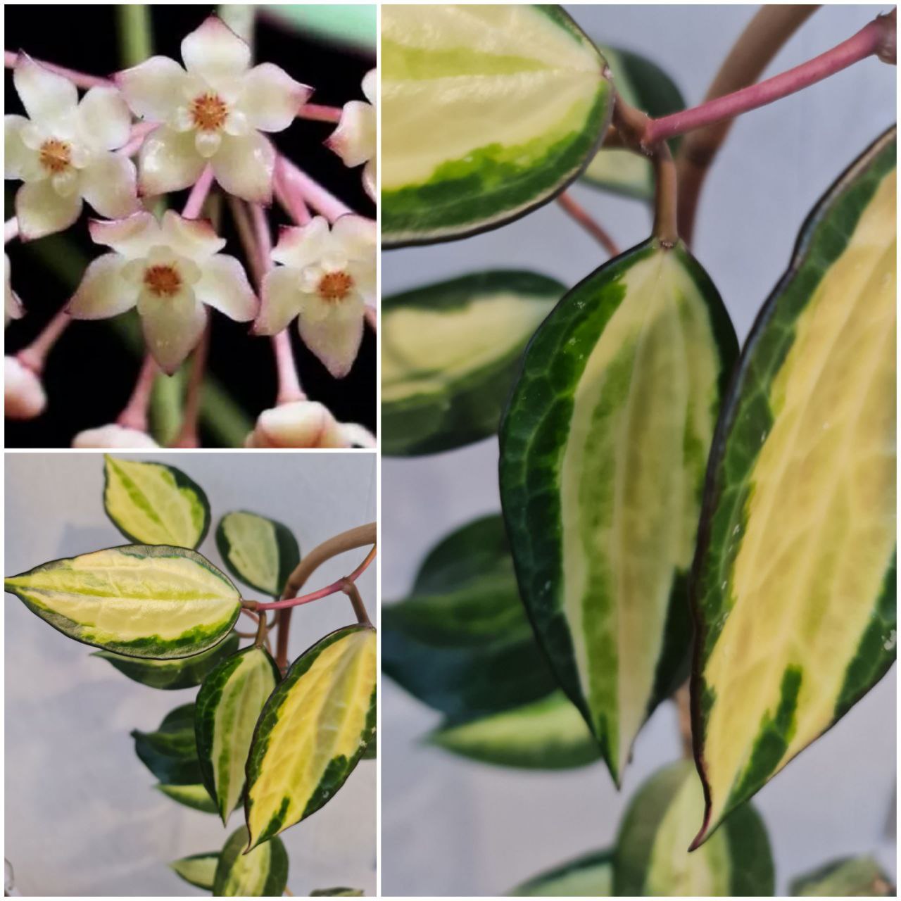 Hoya Latifolia Pot of Gold
