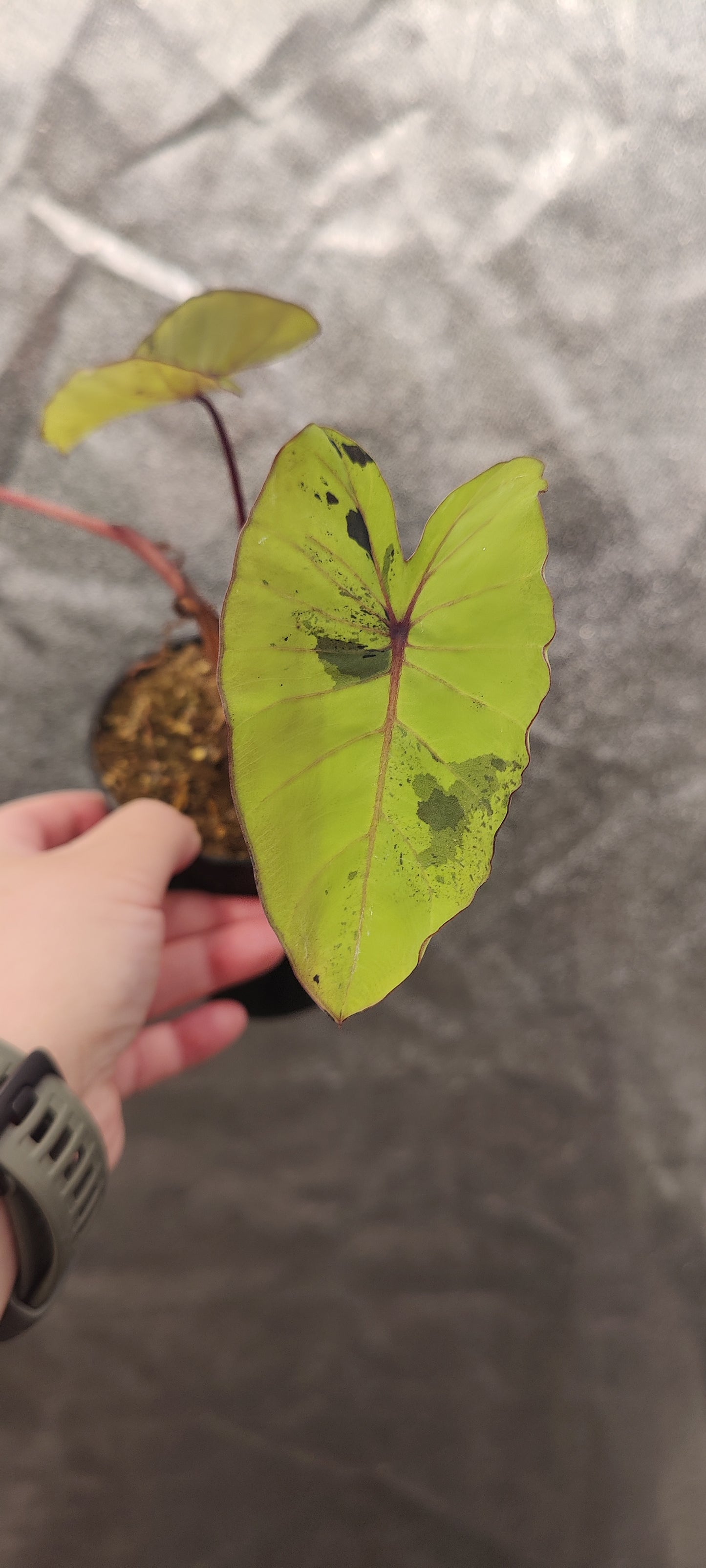 Colocasia Mojito