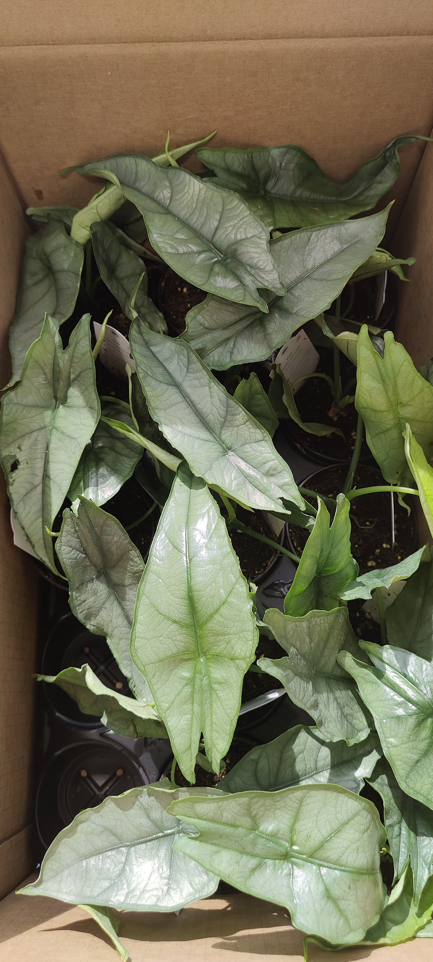 Alocasia Heterophylla "Dragons Breath"