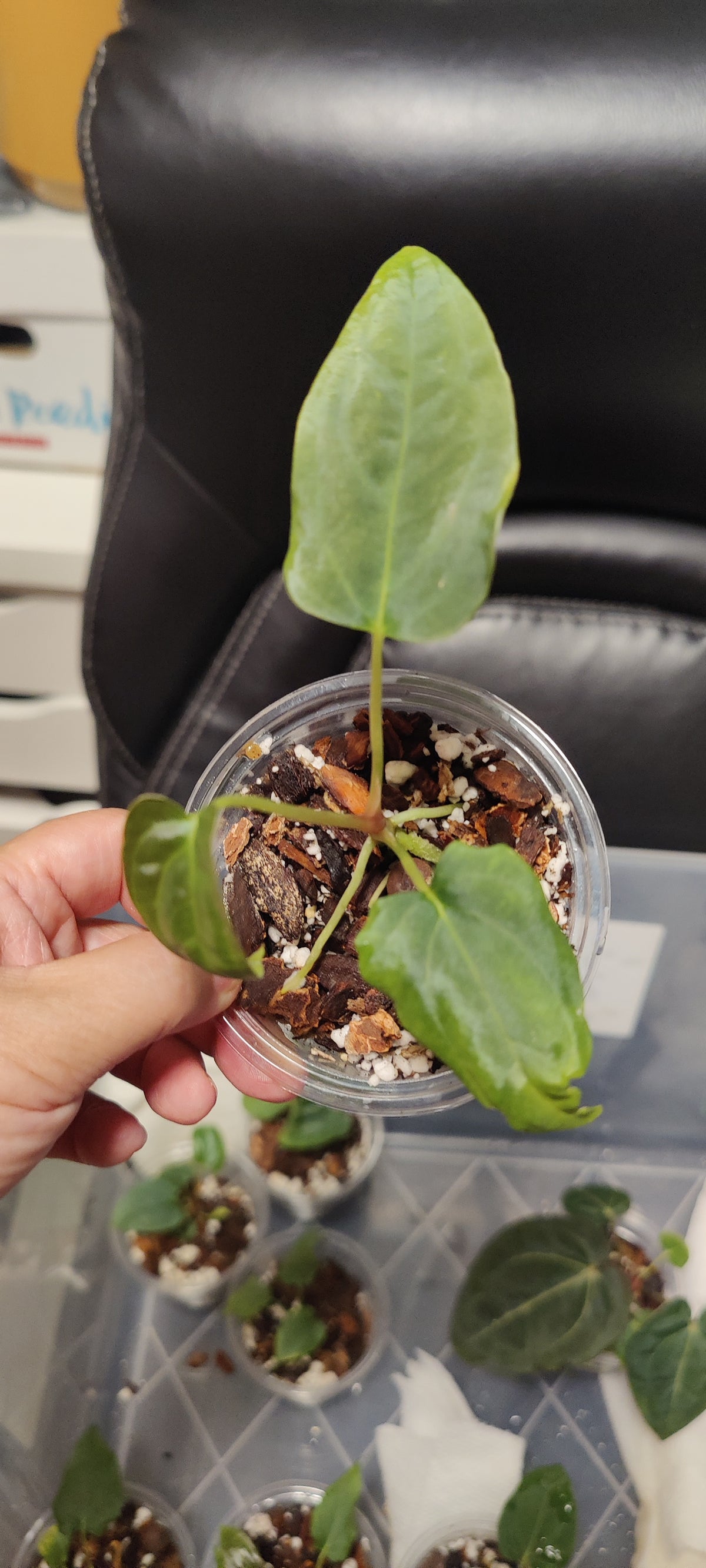 Rare Anthurium