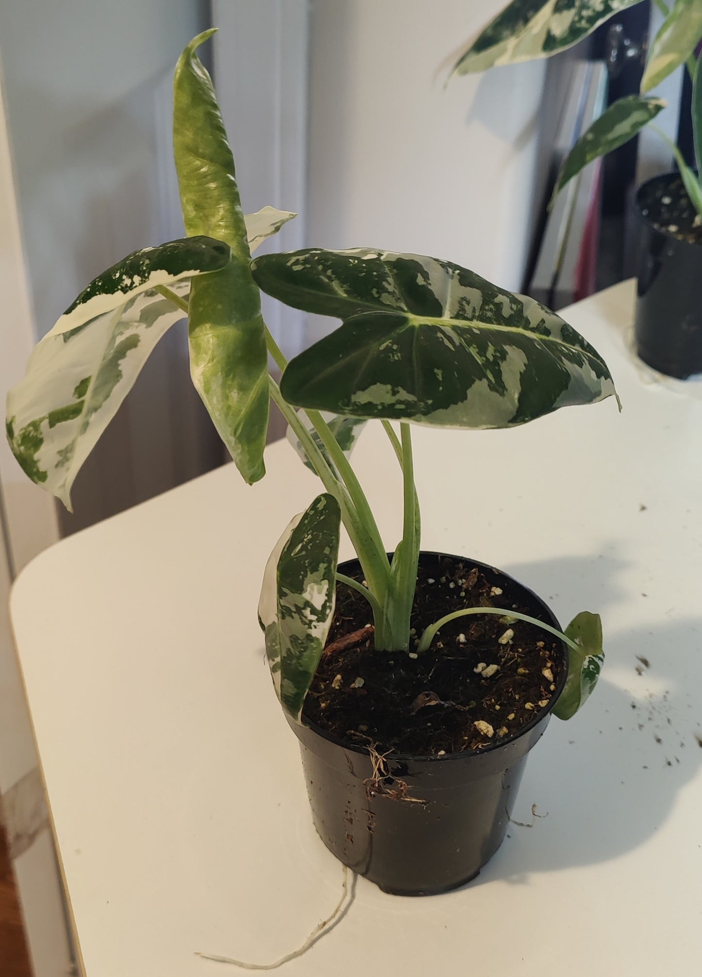Alocasia Micholitziana Variegated