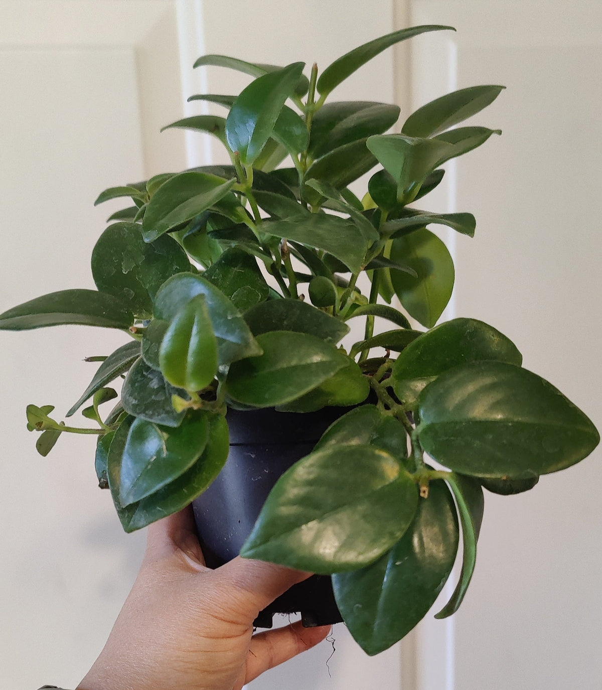 Aeschynanthus – Lipstick Plant
