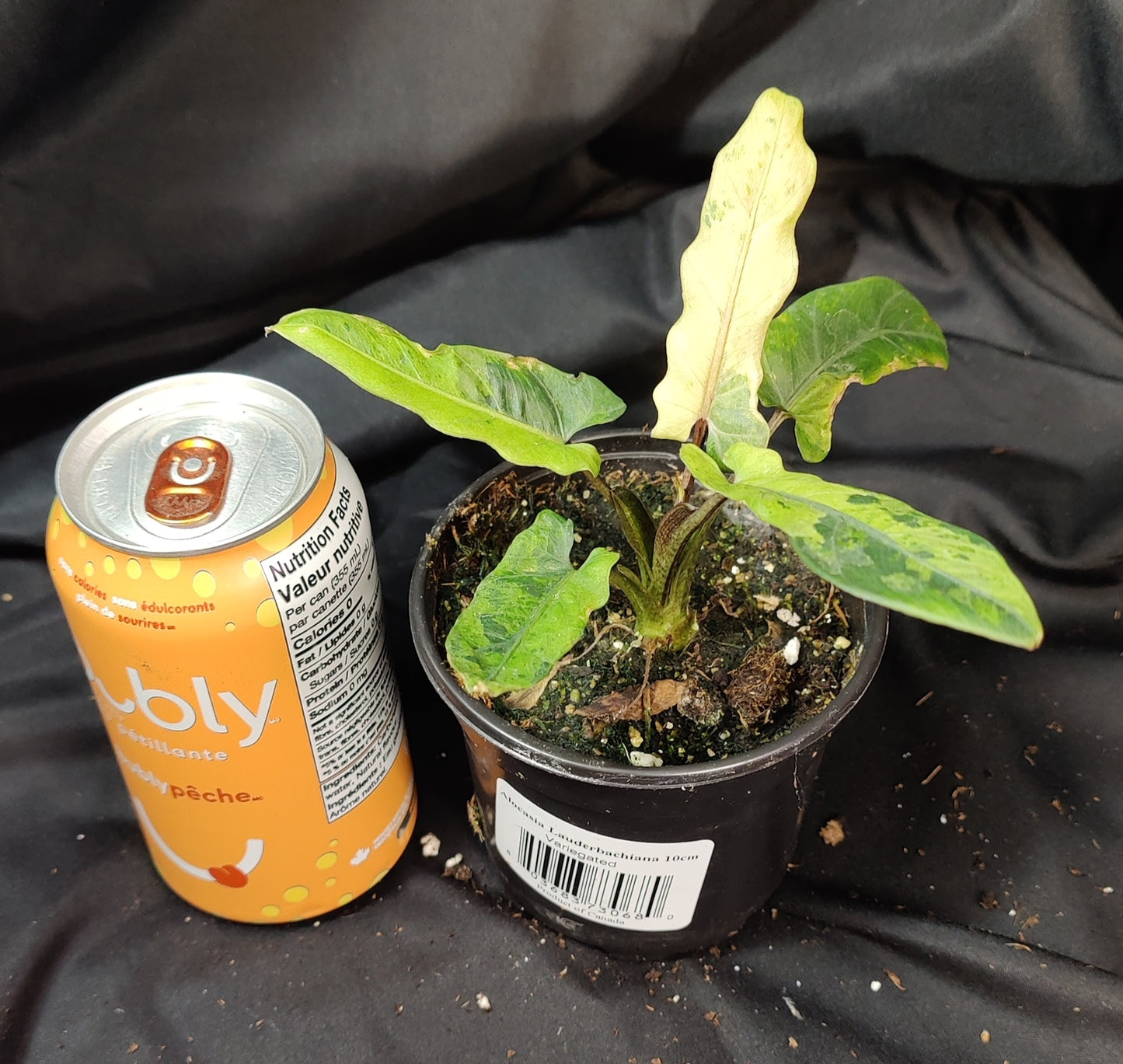 Alocasia Lauterbachiana Variegated