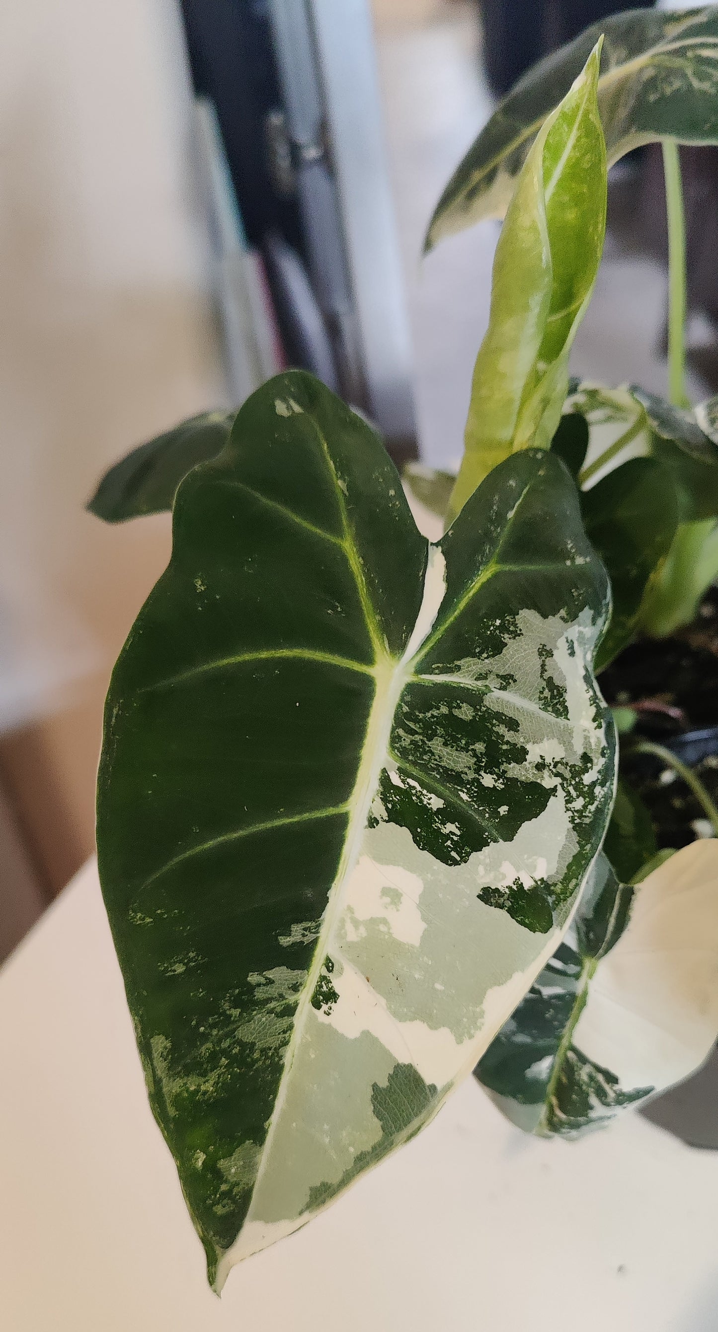 Alocasia Micholitziana Variegated
