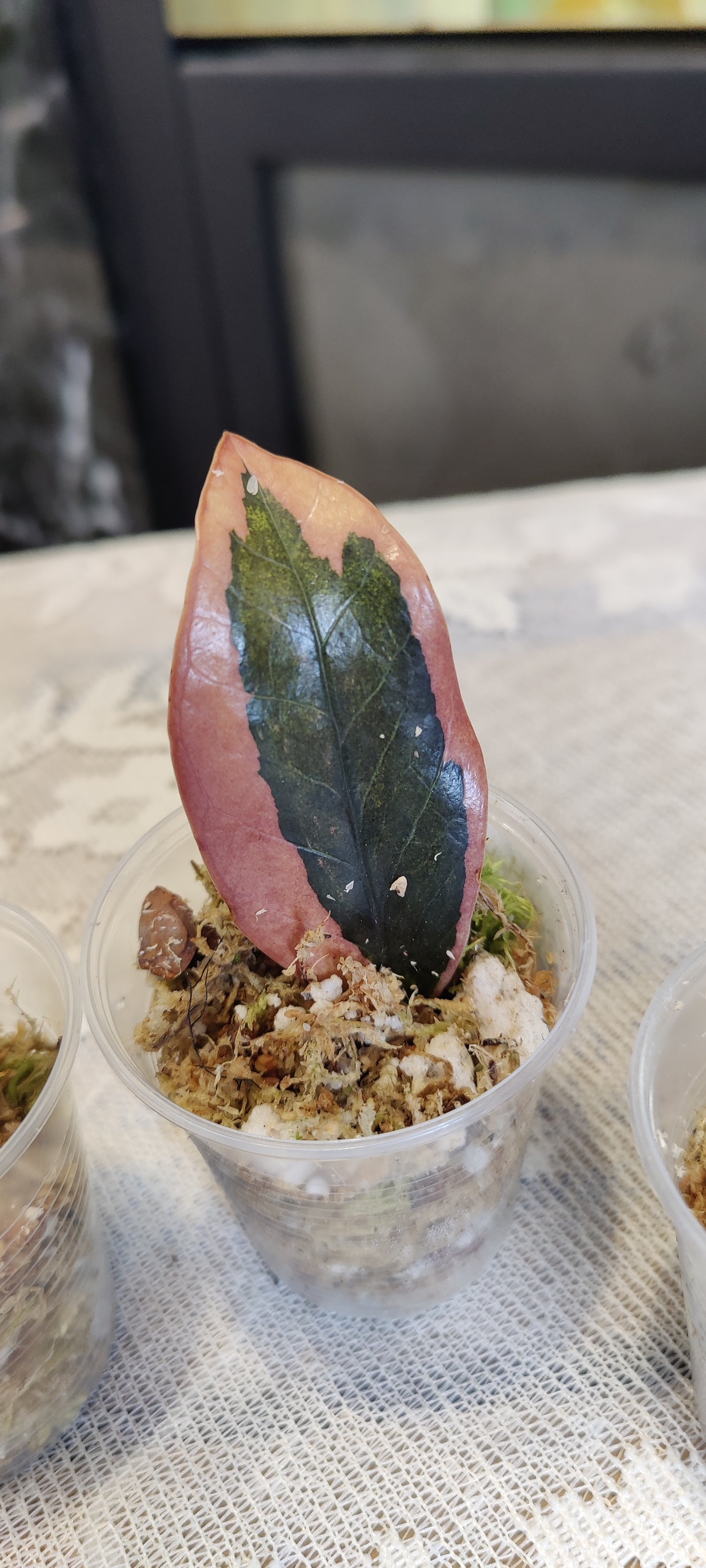 Variegated Raven Zz Pink