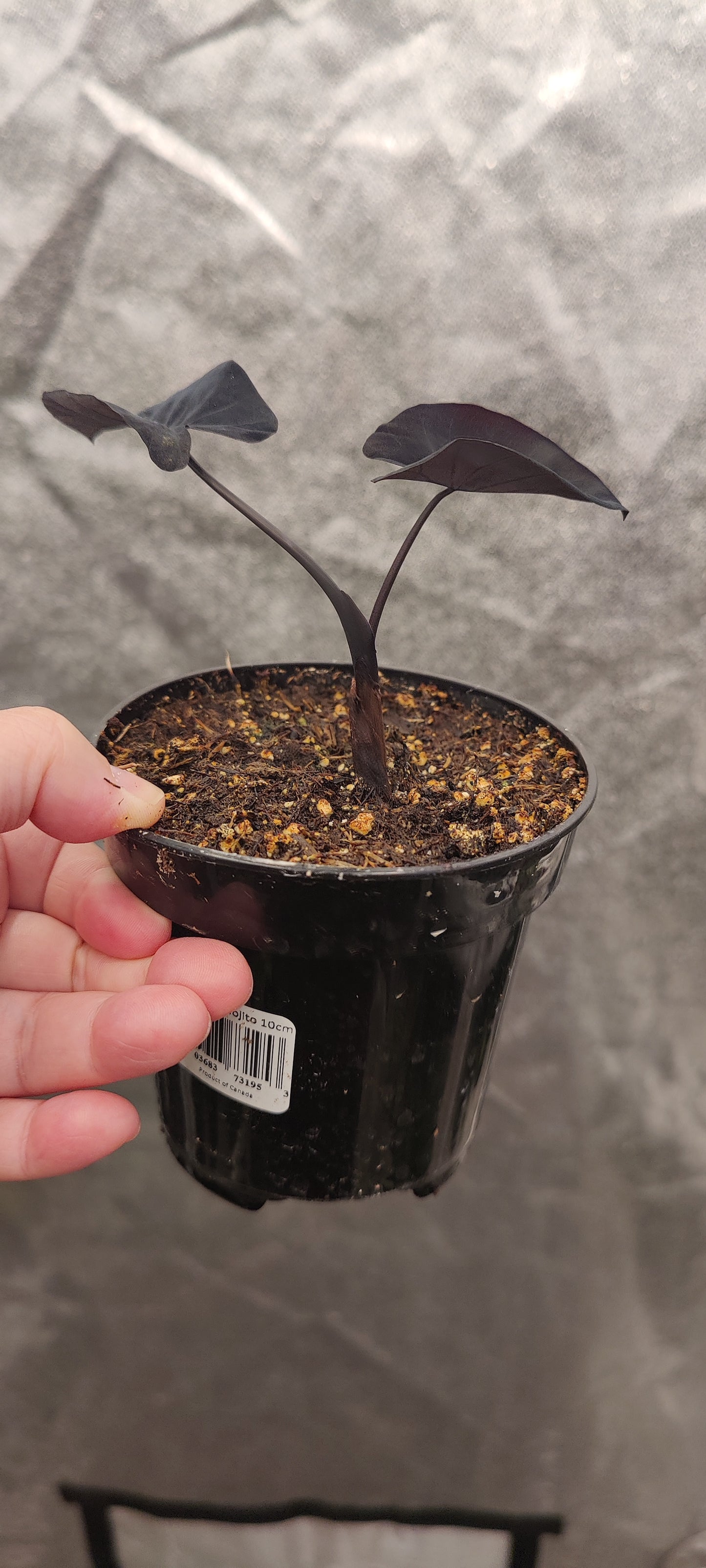 Colocasia Mojito