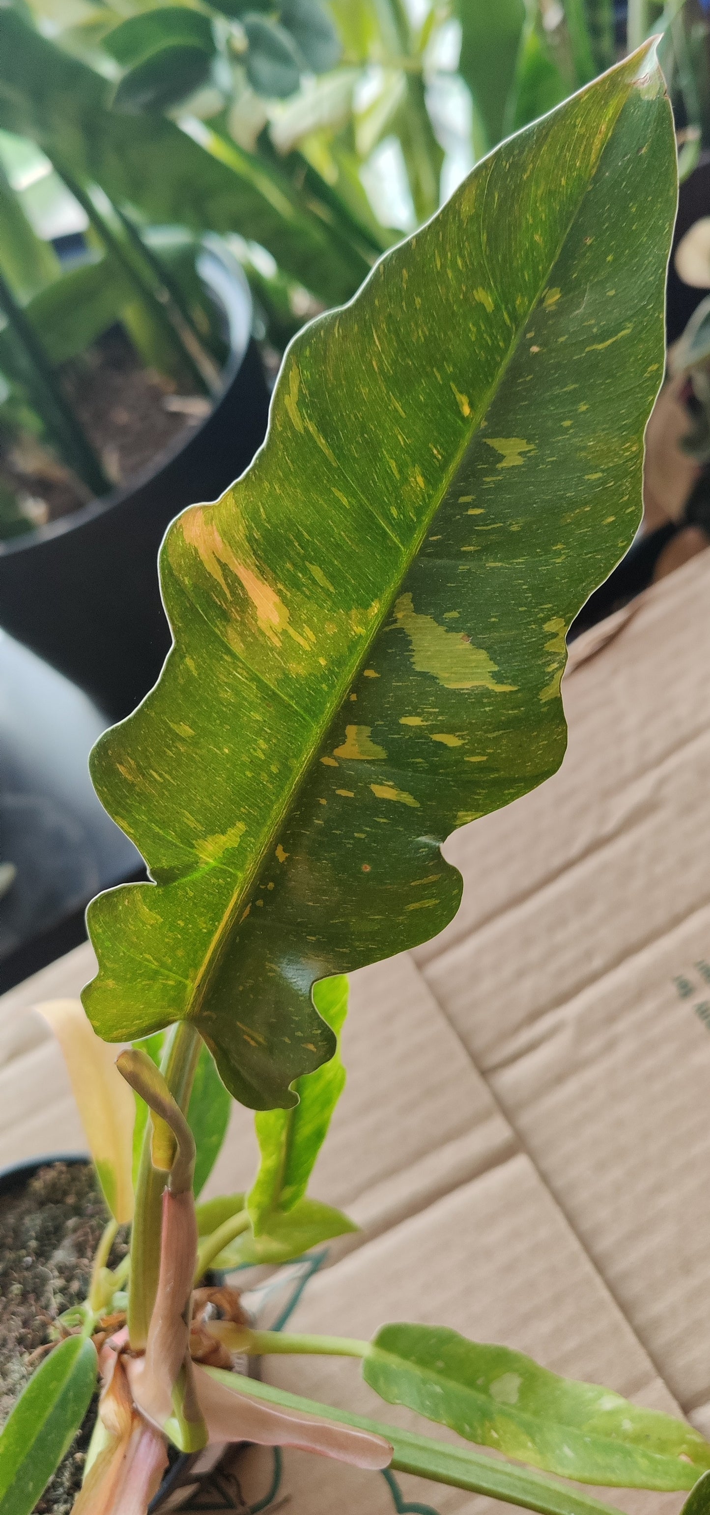 Philodendron Ring of Fire Variegated