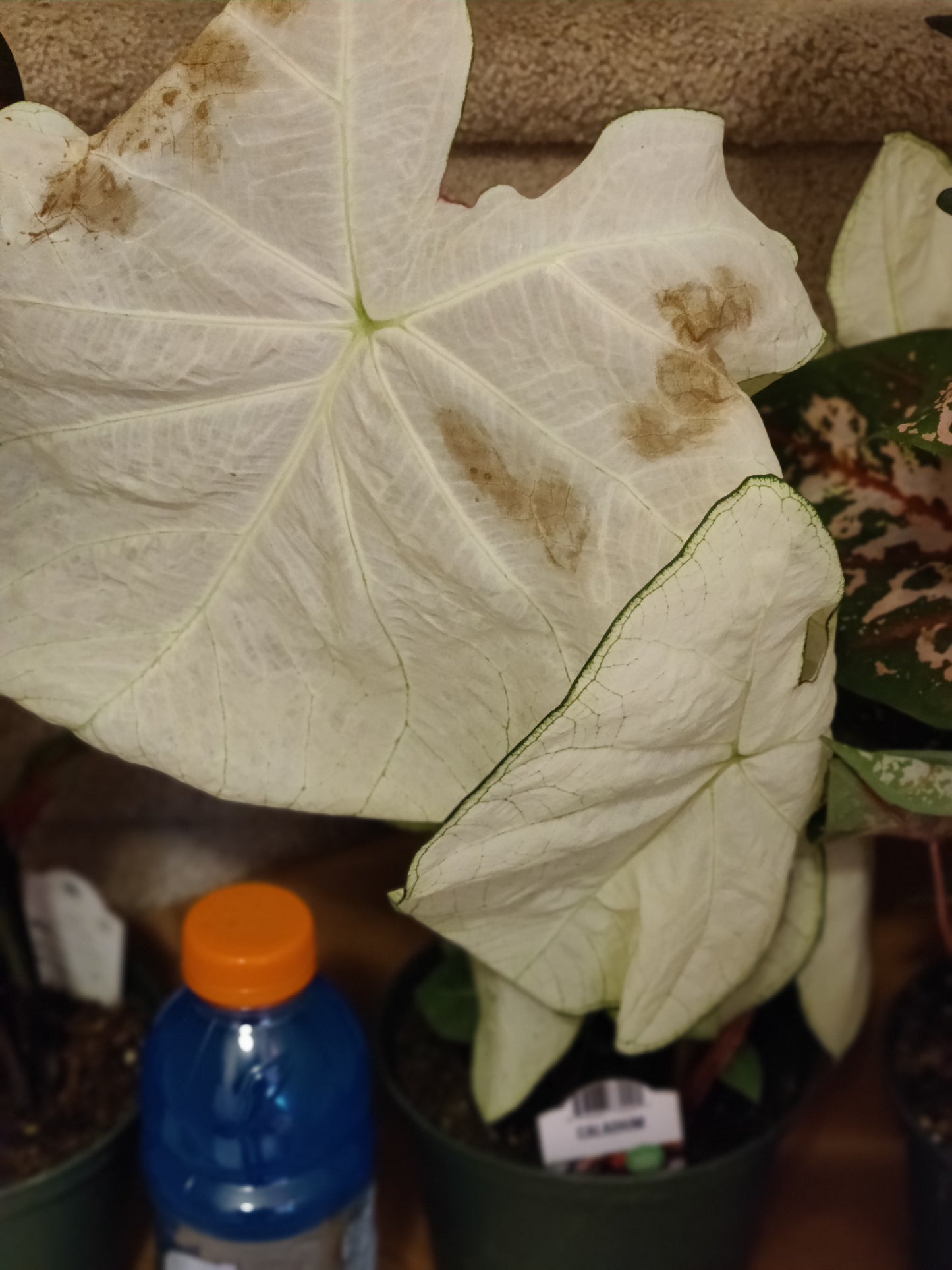 Caladium 6" Pot