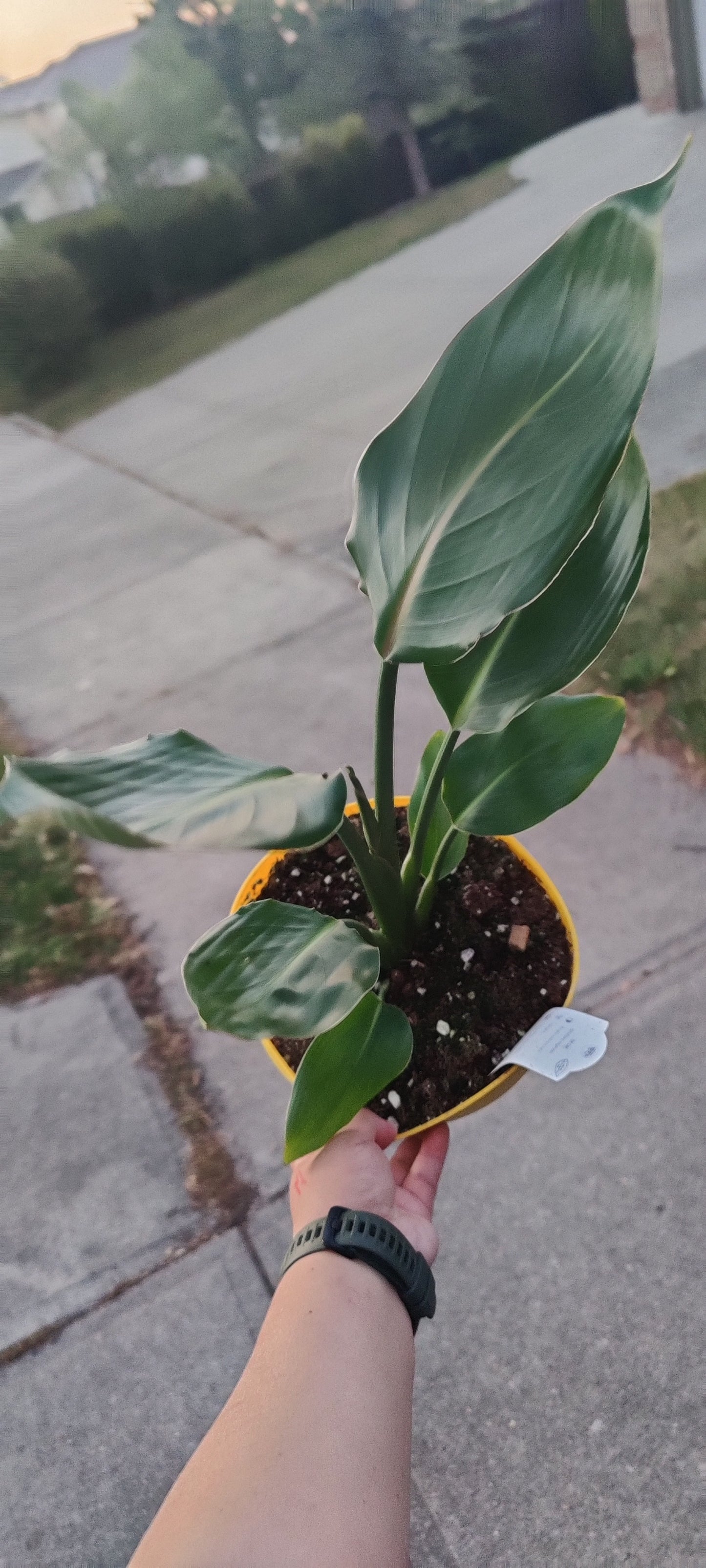 Bird of Paradise