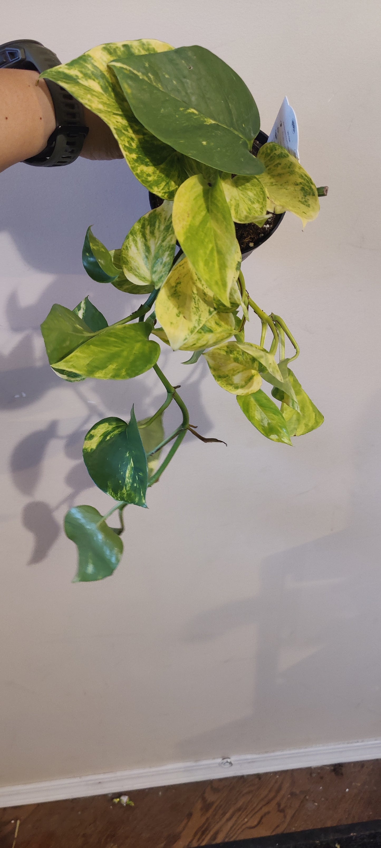 Pothos Golden Hawaiian