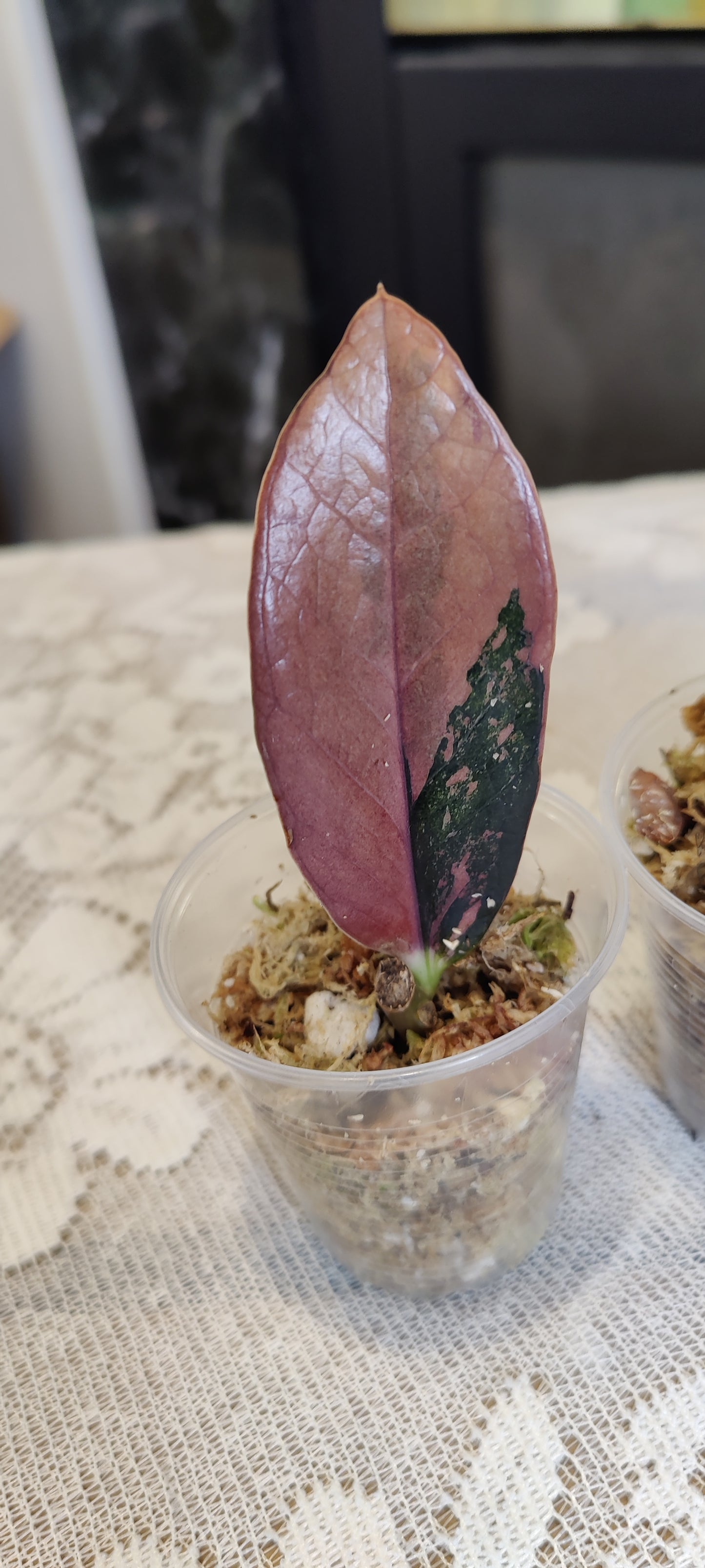 Variegated Raven Zz Pink